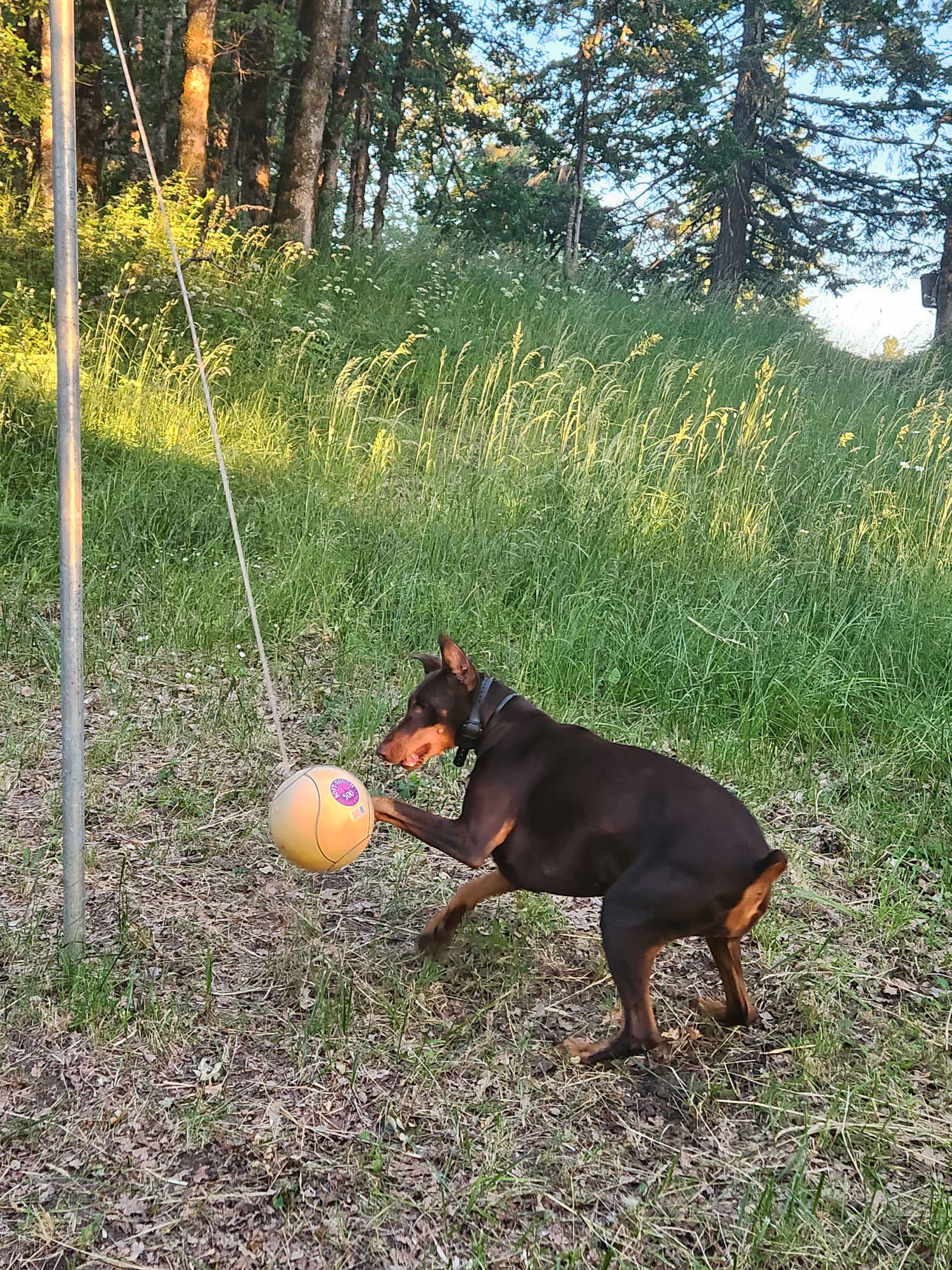 Our dogs enjoyed tether ball 