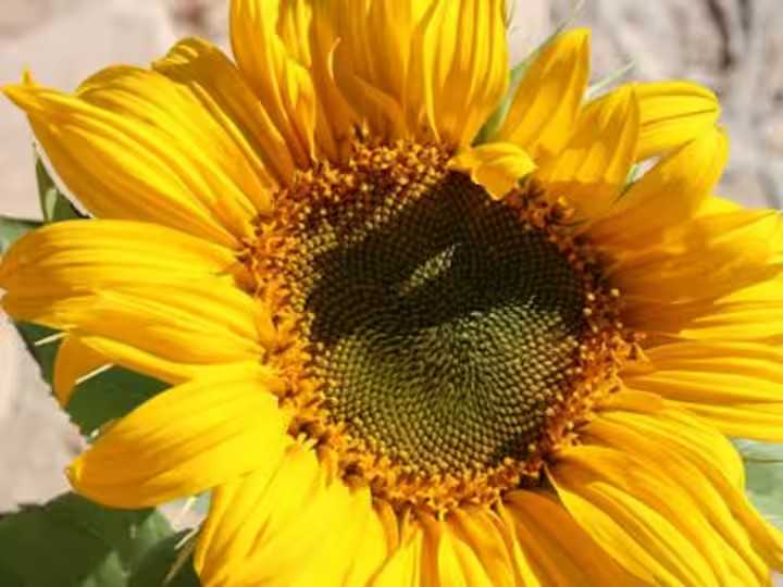 Tarantula Ranch Vacation Rentals