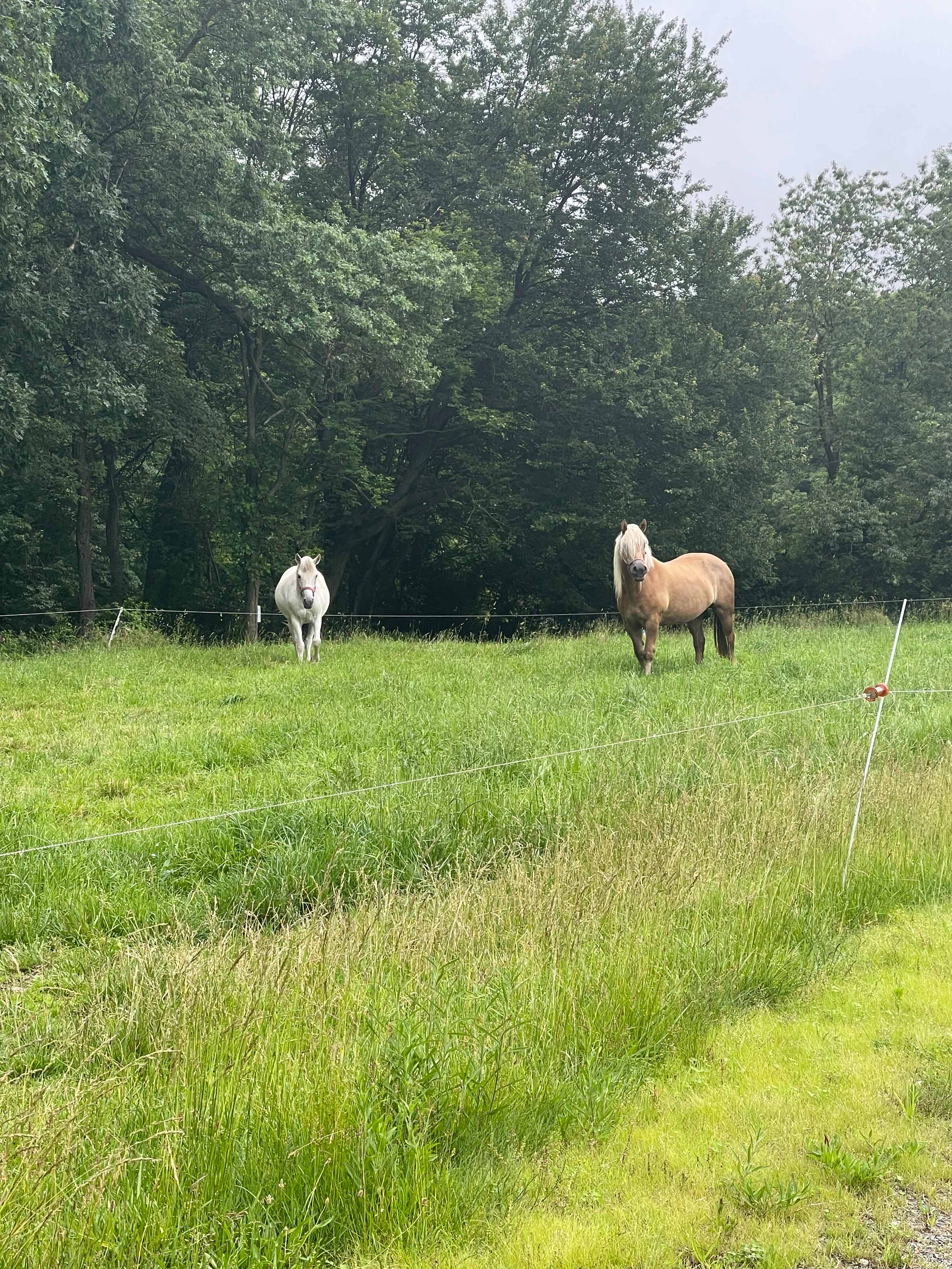 Bellview Farm