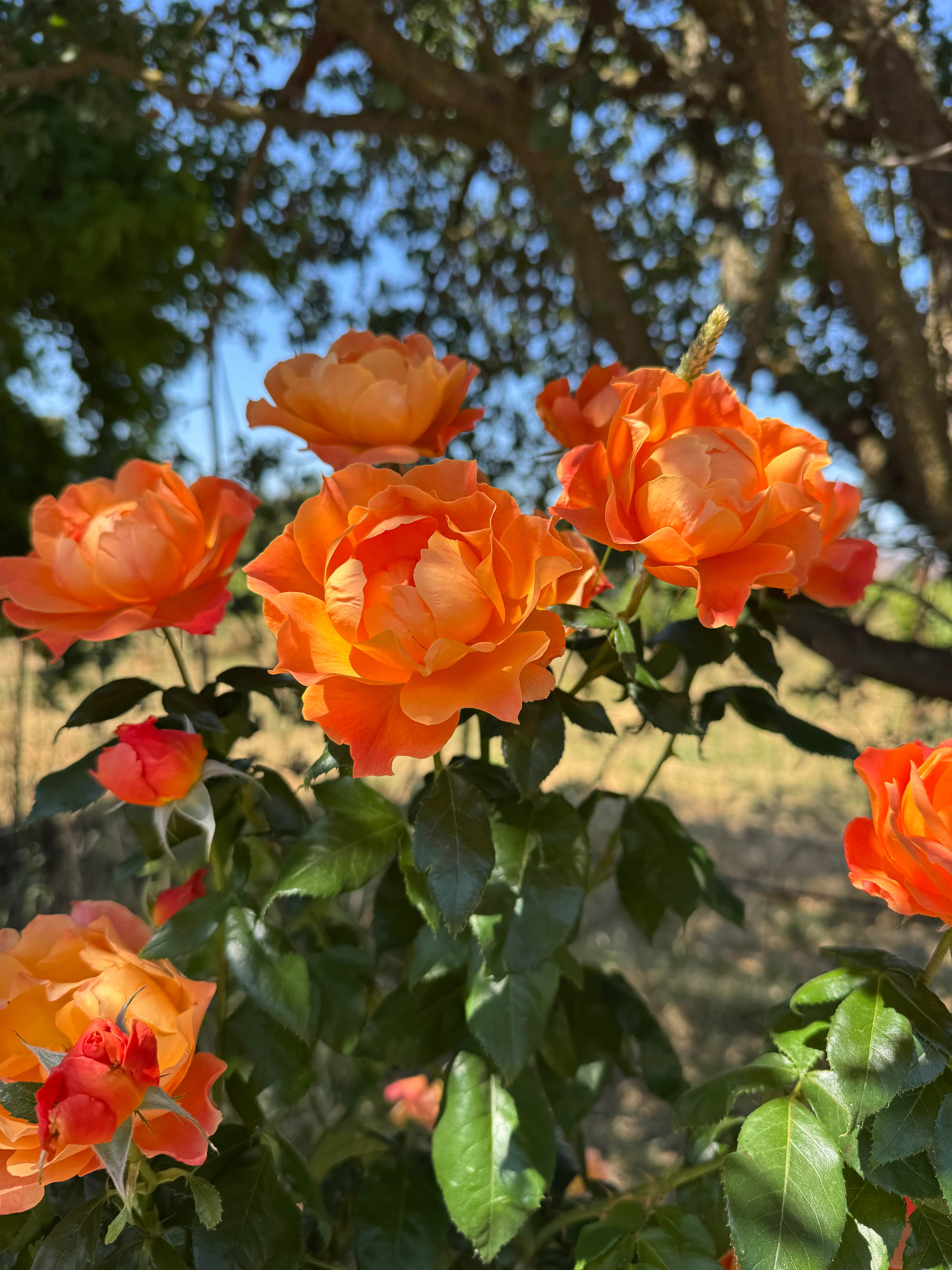 Pharo Pharms Organic Farm-