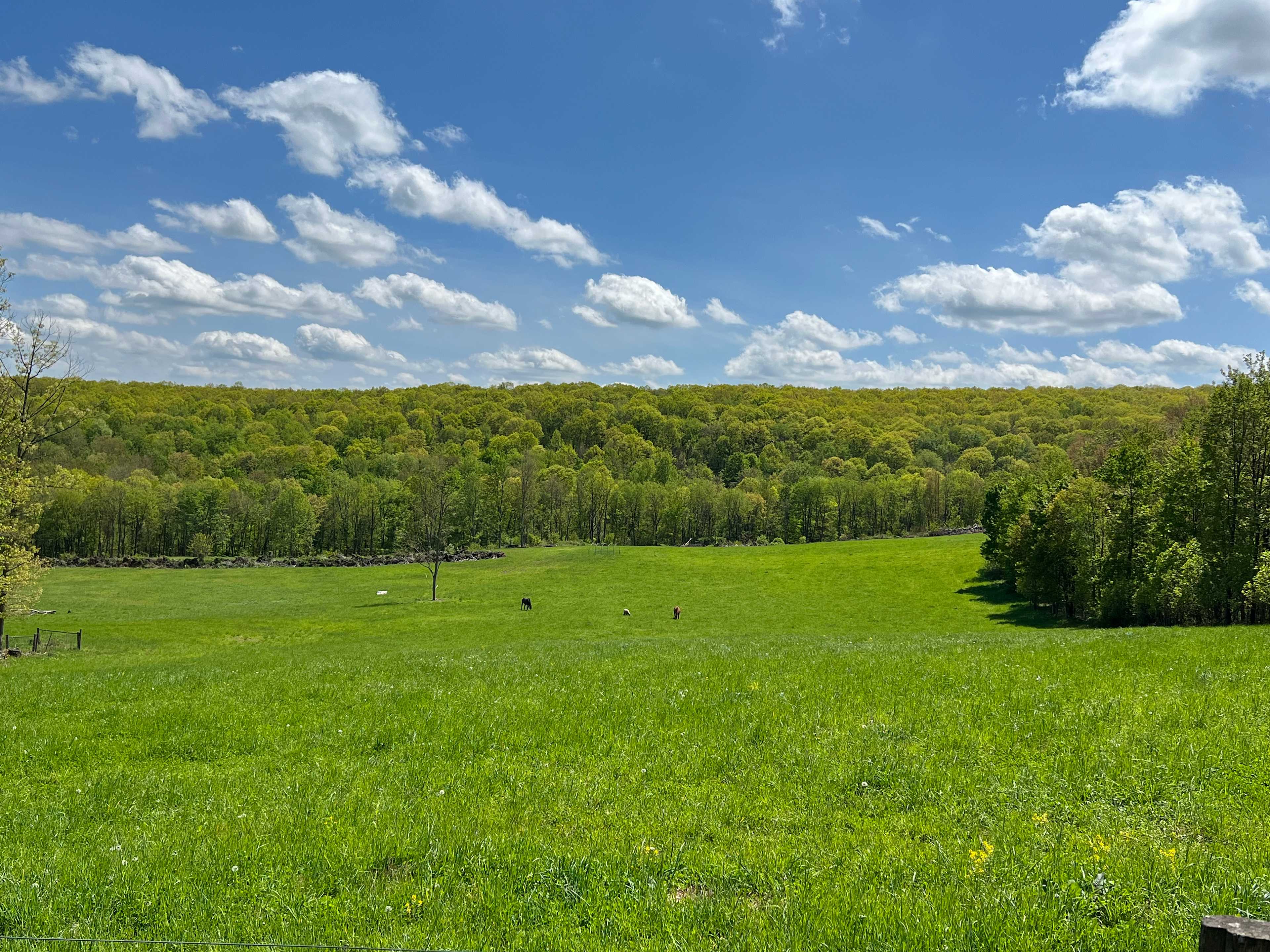 Natural springs farm