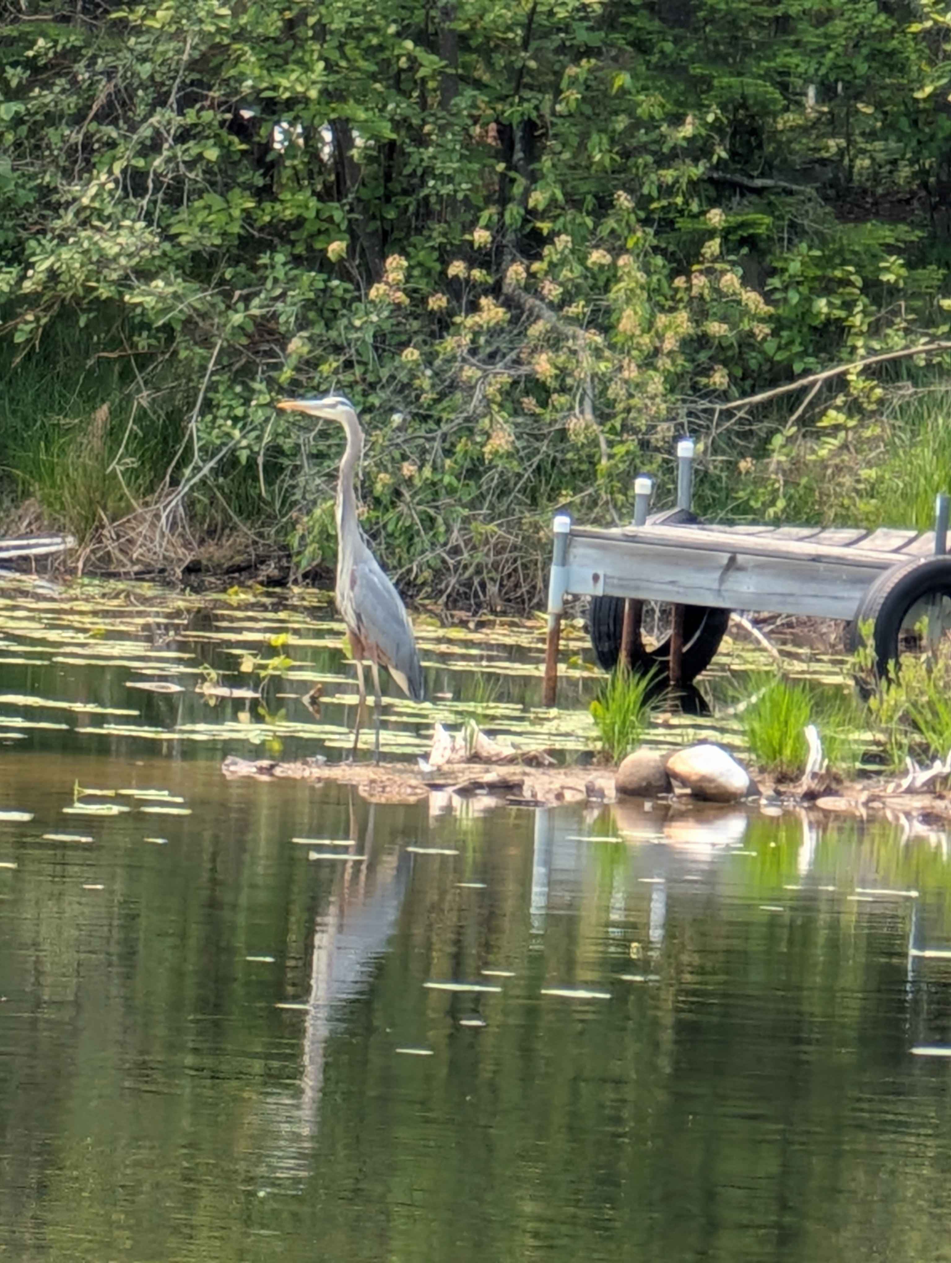 Wild Mint Pond