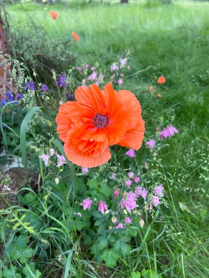 Trinity Gardens