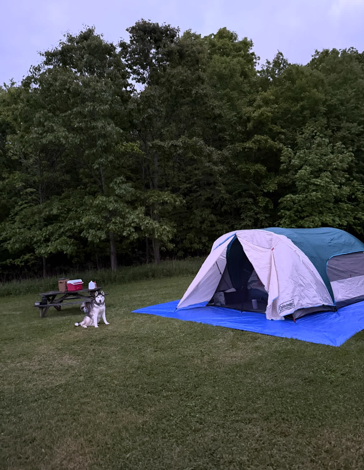 DoggieCamp