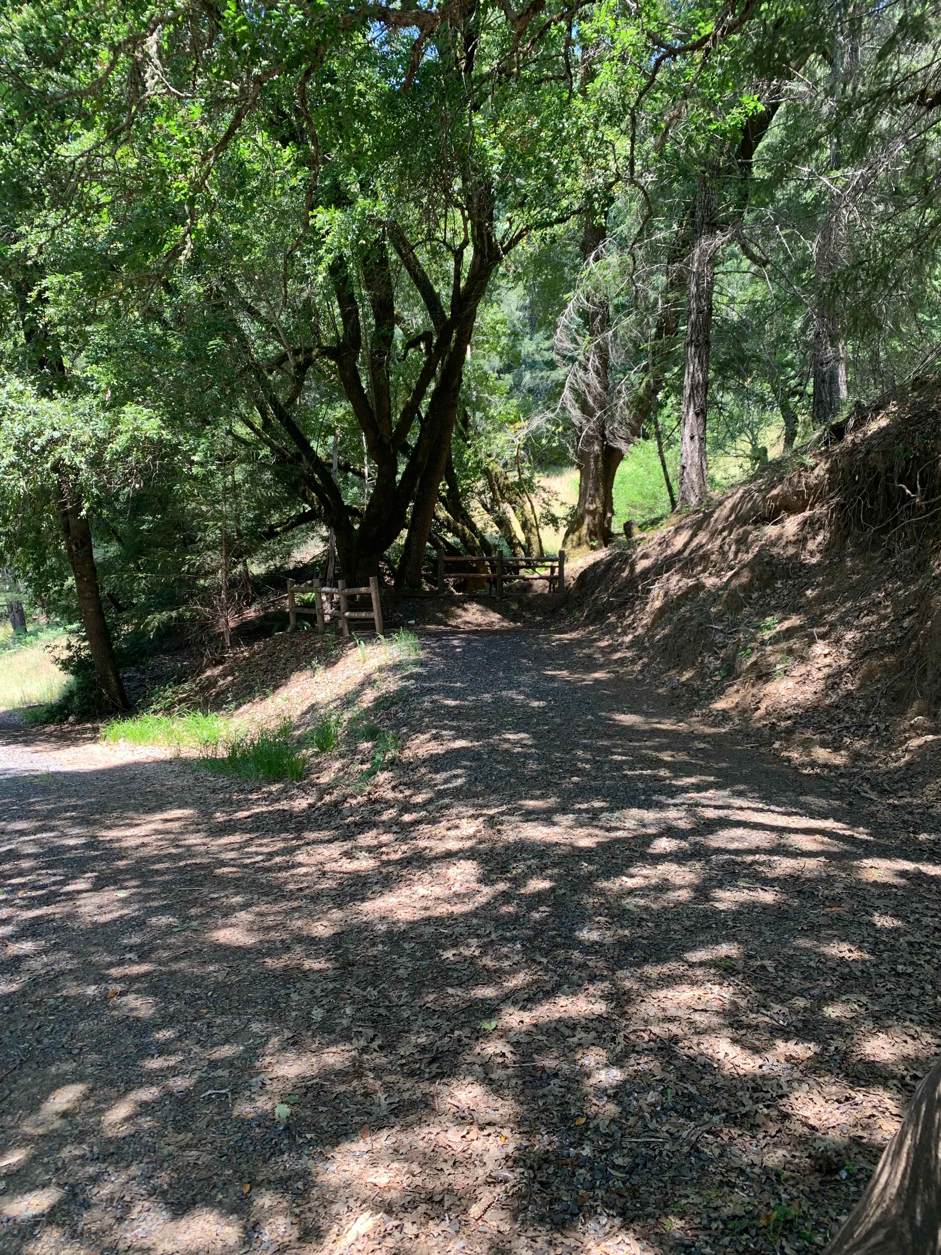 Shady picnic table 