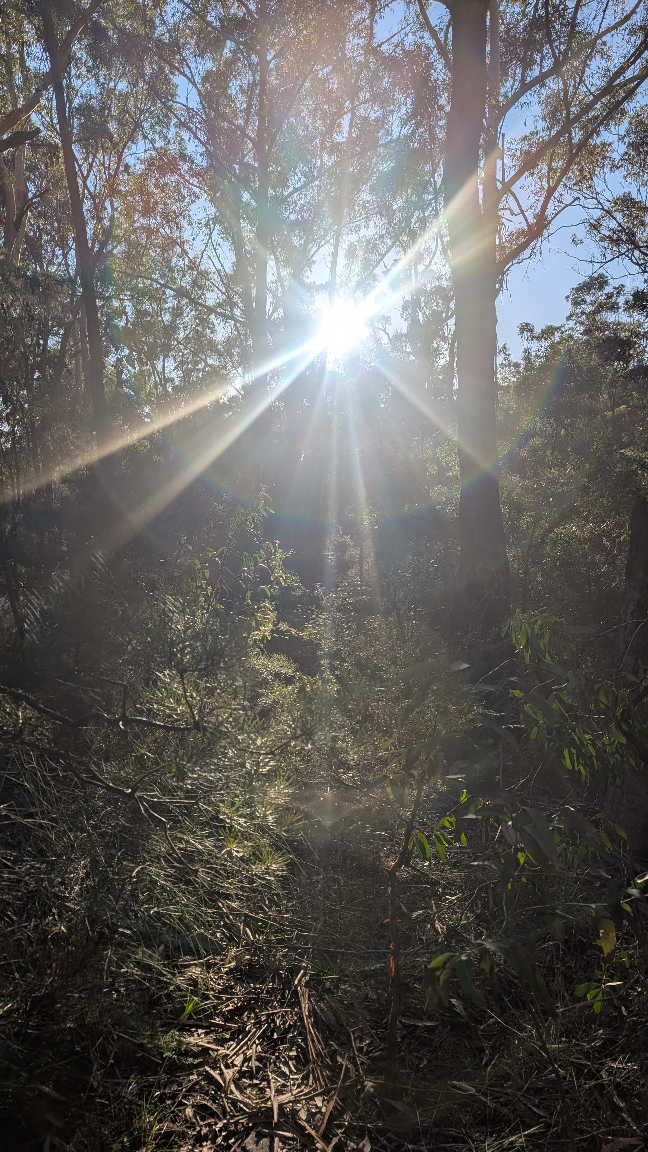 Dharawal Camp