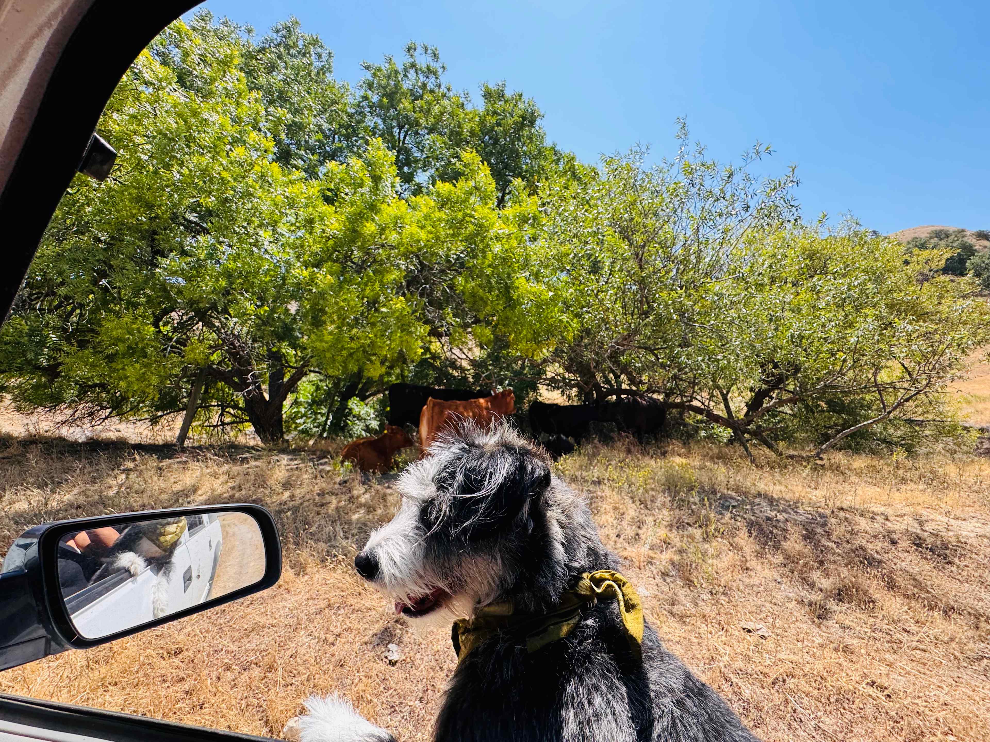 Freedog Farms @ Cactus Flower Ranch