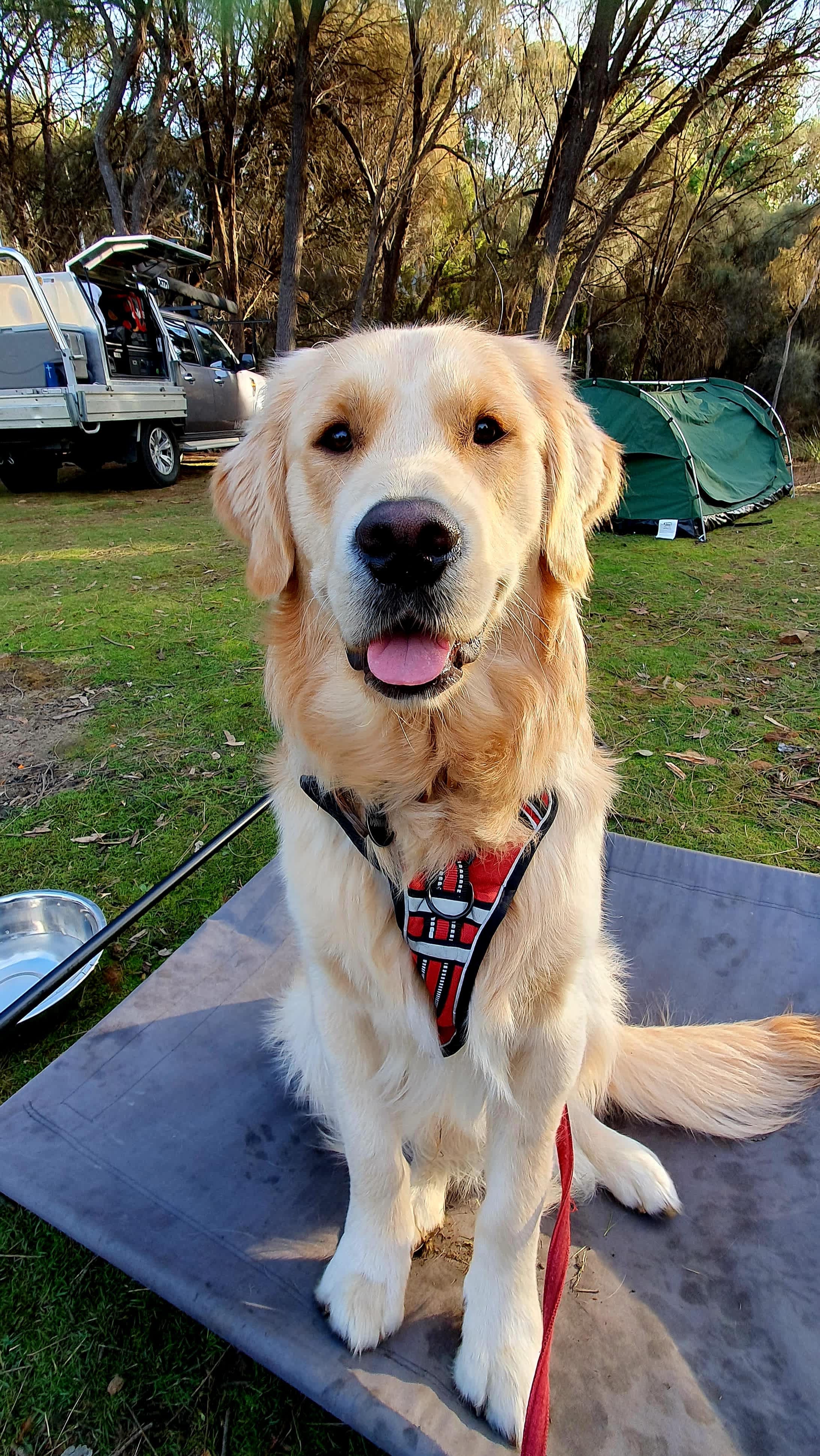 Our Freddy loved having the campsite all to ourselves!