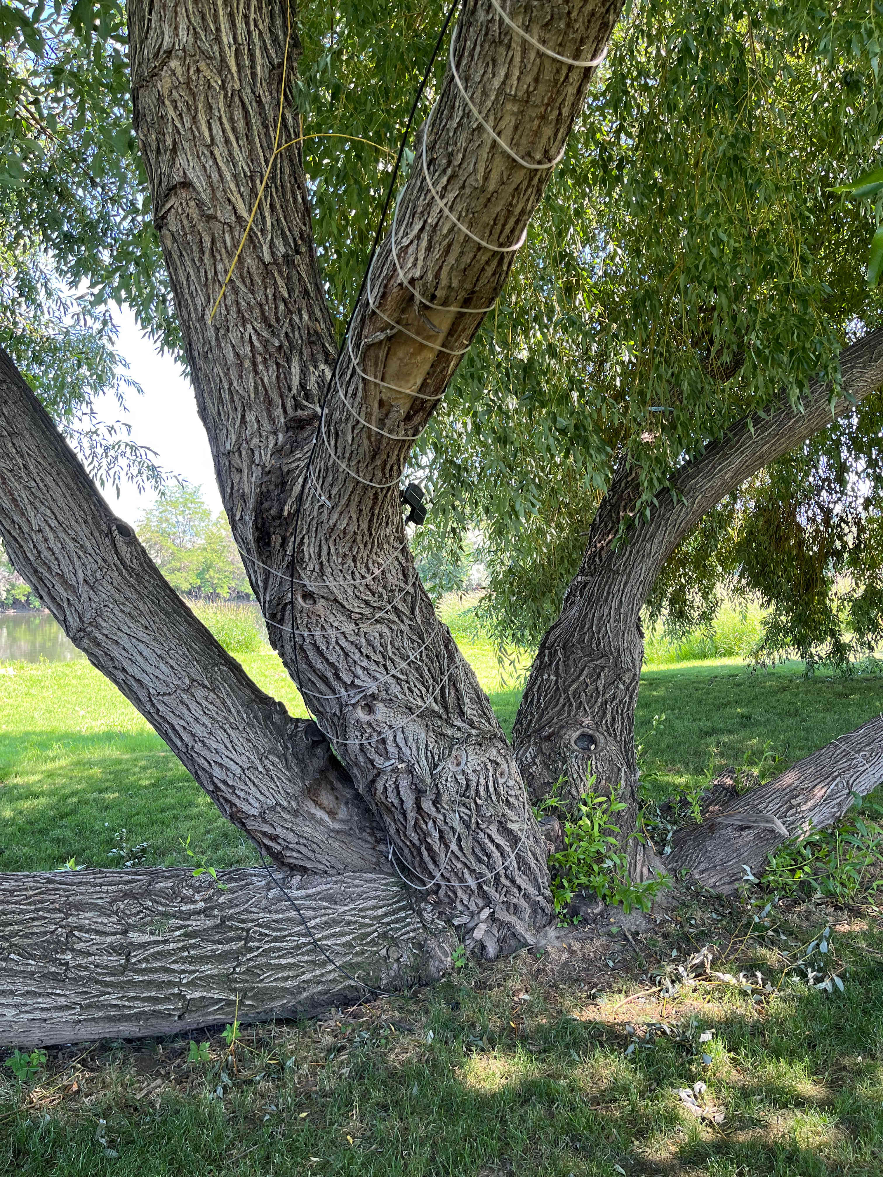 Willow