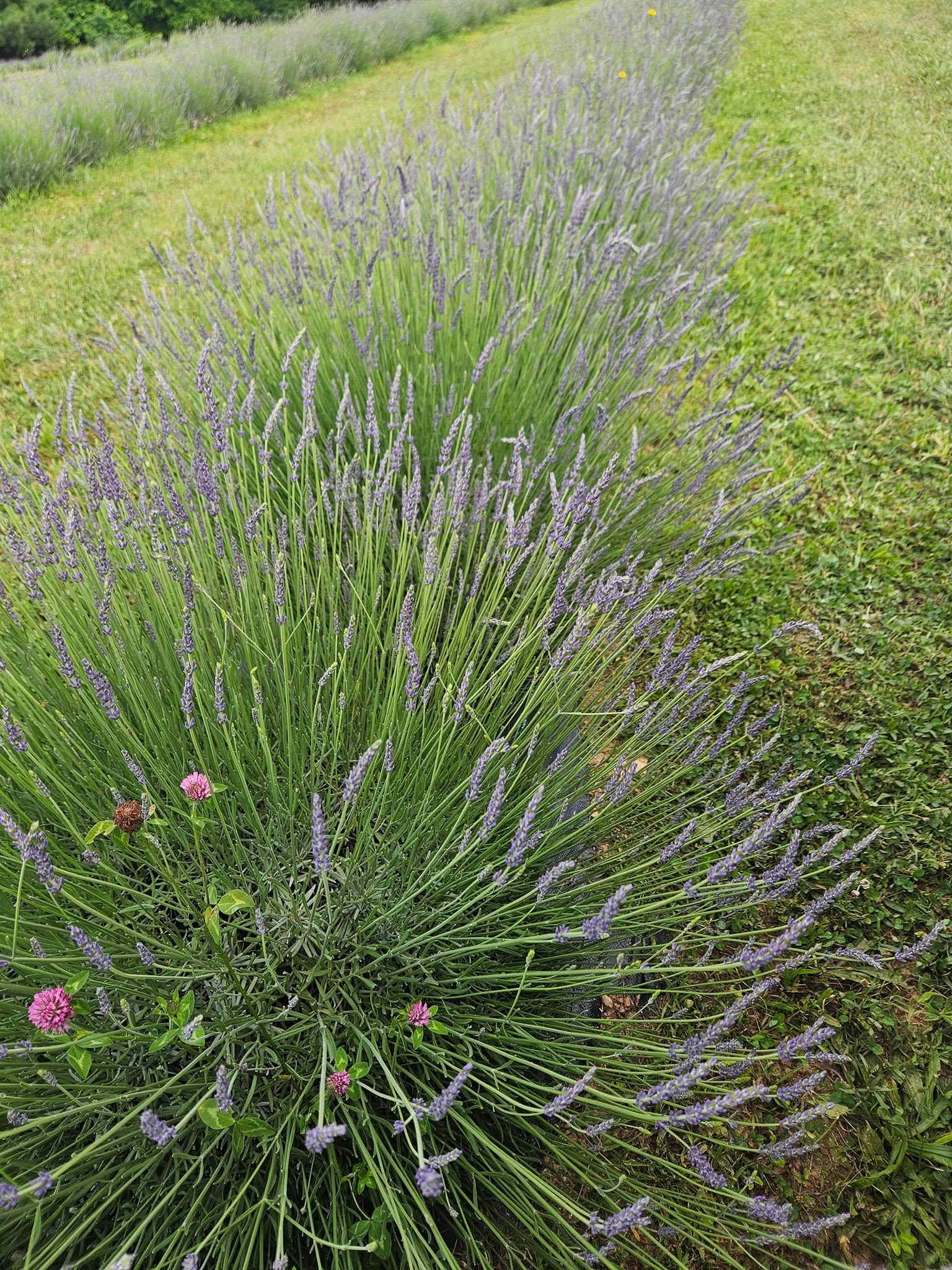 Carroll County Lavender Company