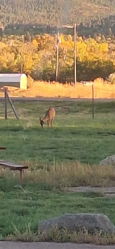 Lewis and Clark County Fairgrounds Campground