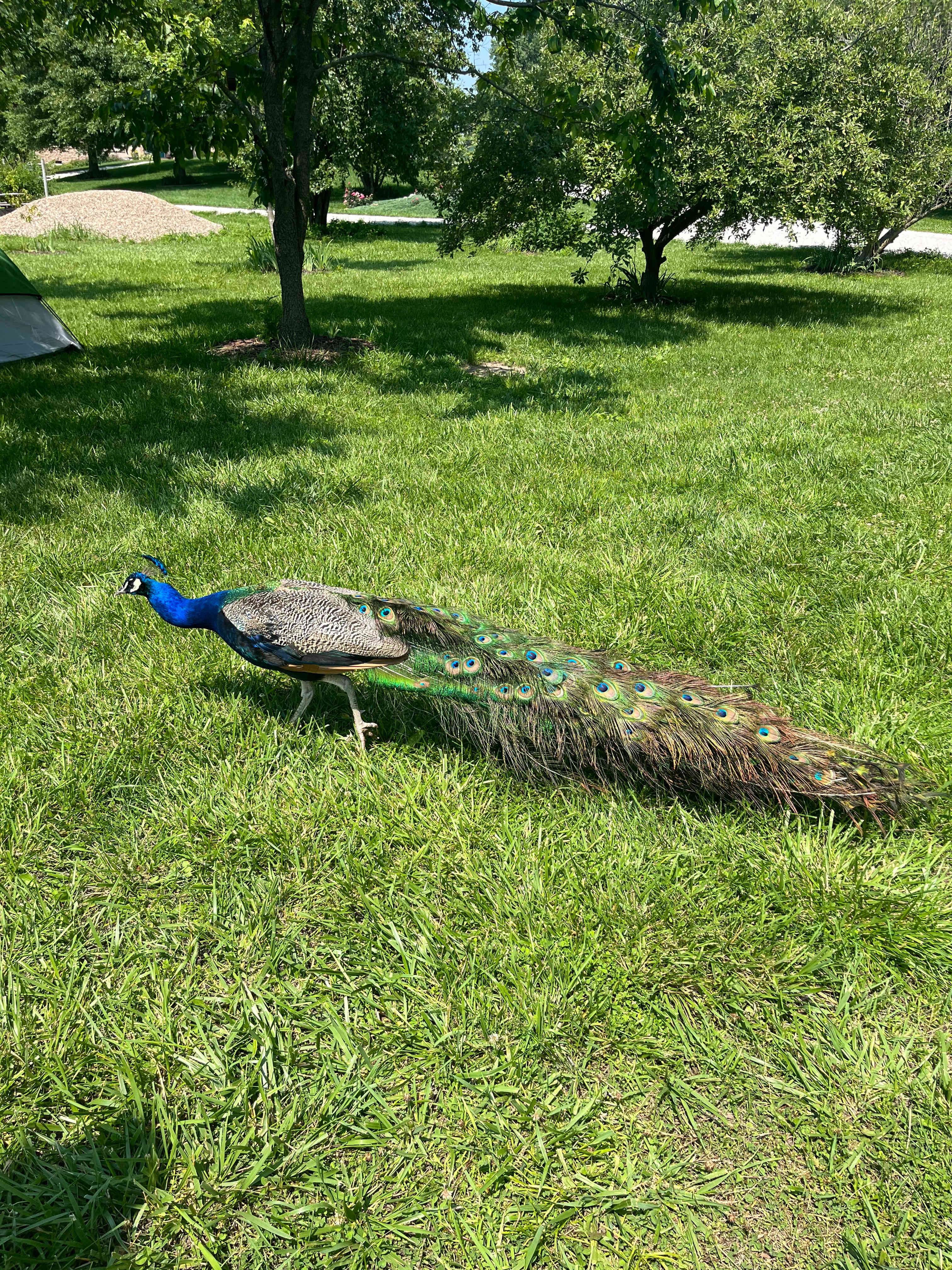 Peacock