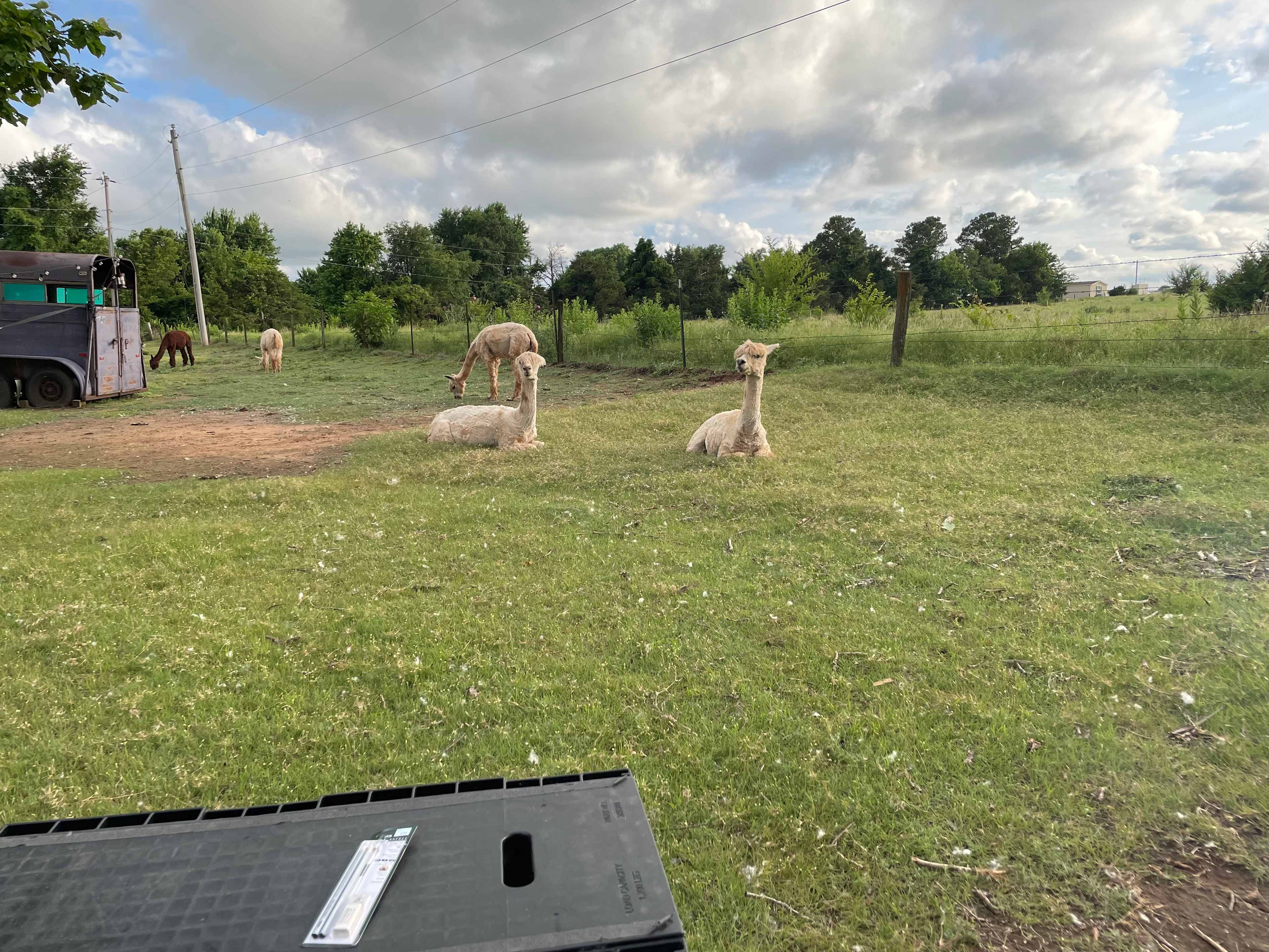 alpaca camping