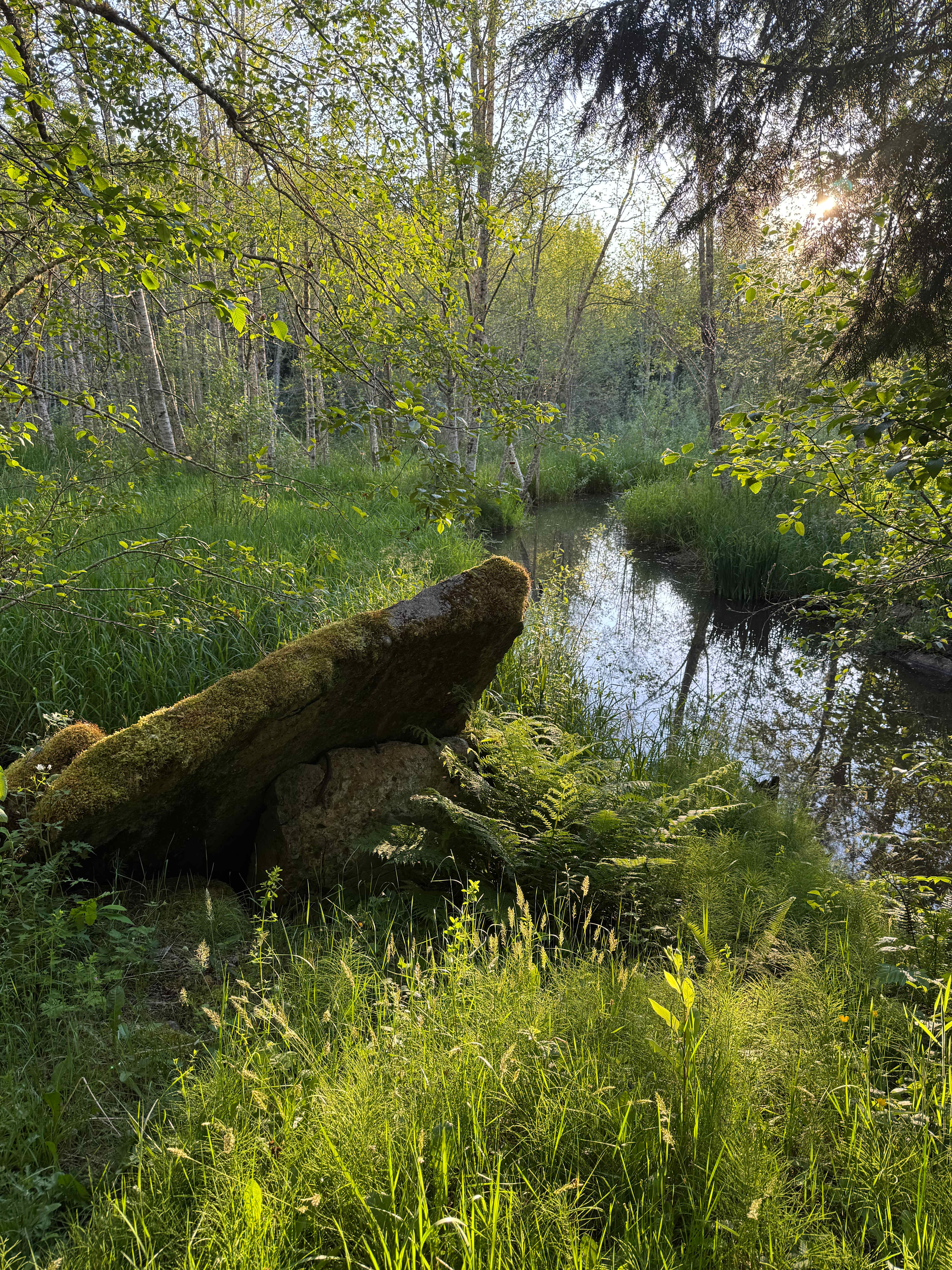Wilderness Path