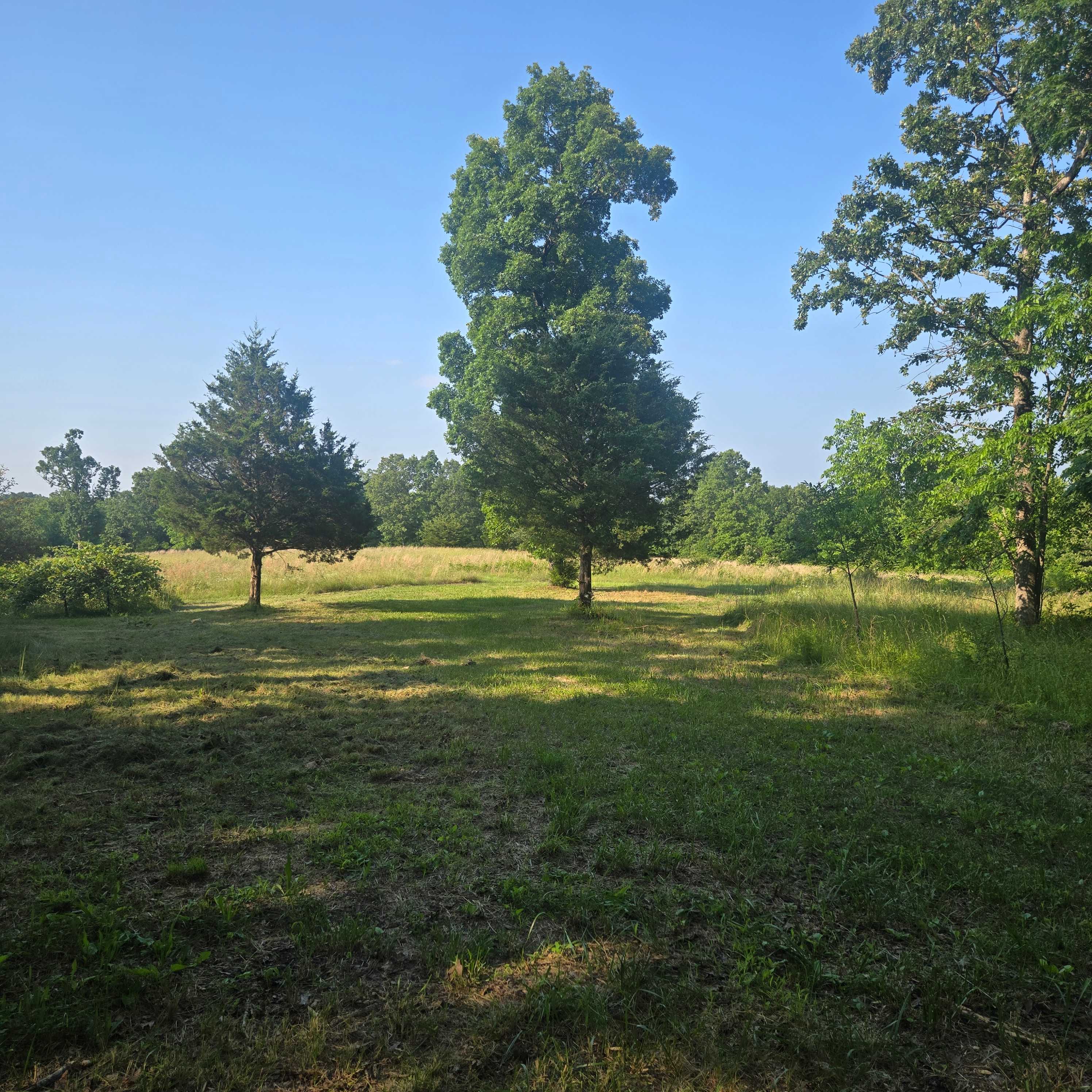 Where The Forest Meets The Field
