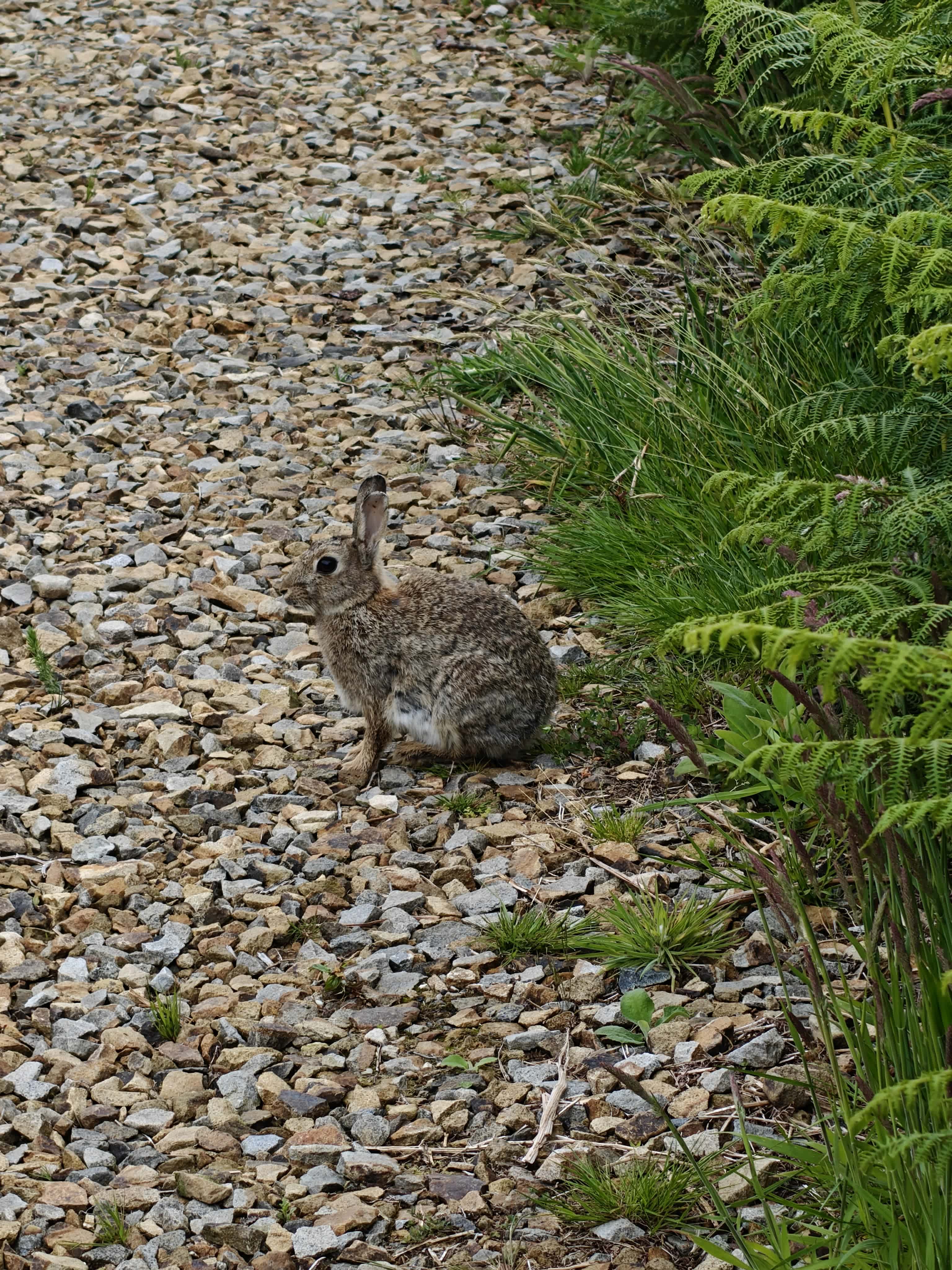 Local rabbit trying to keep from leaving
