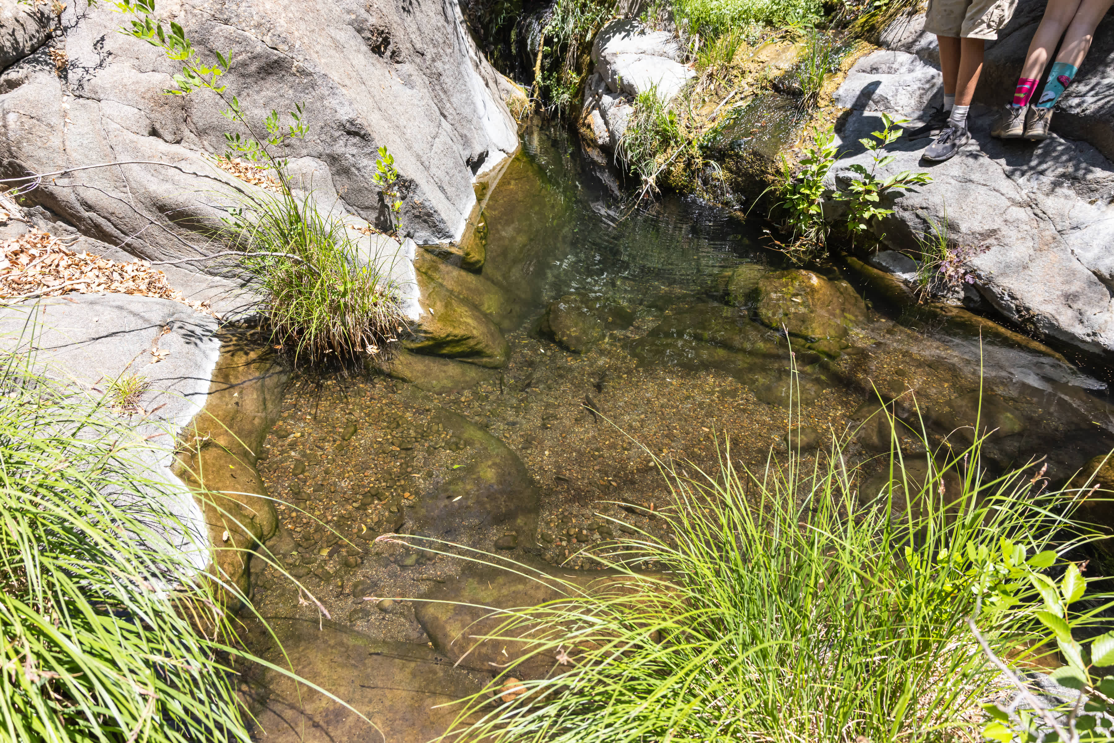 Walter hole in Ash Creek full of small fish