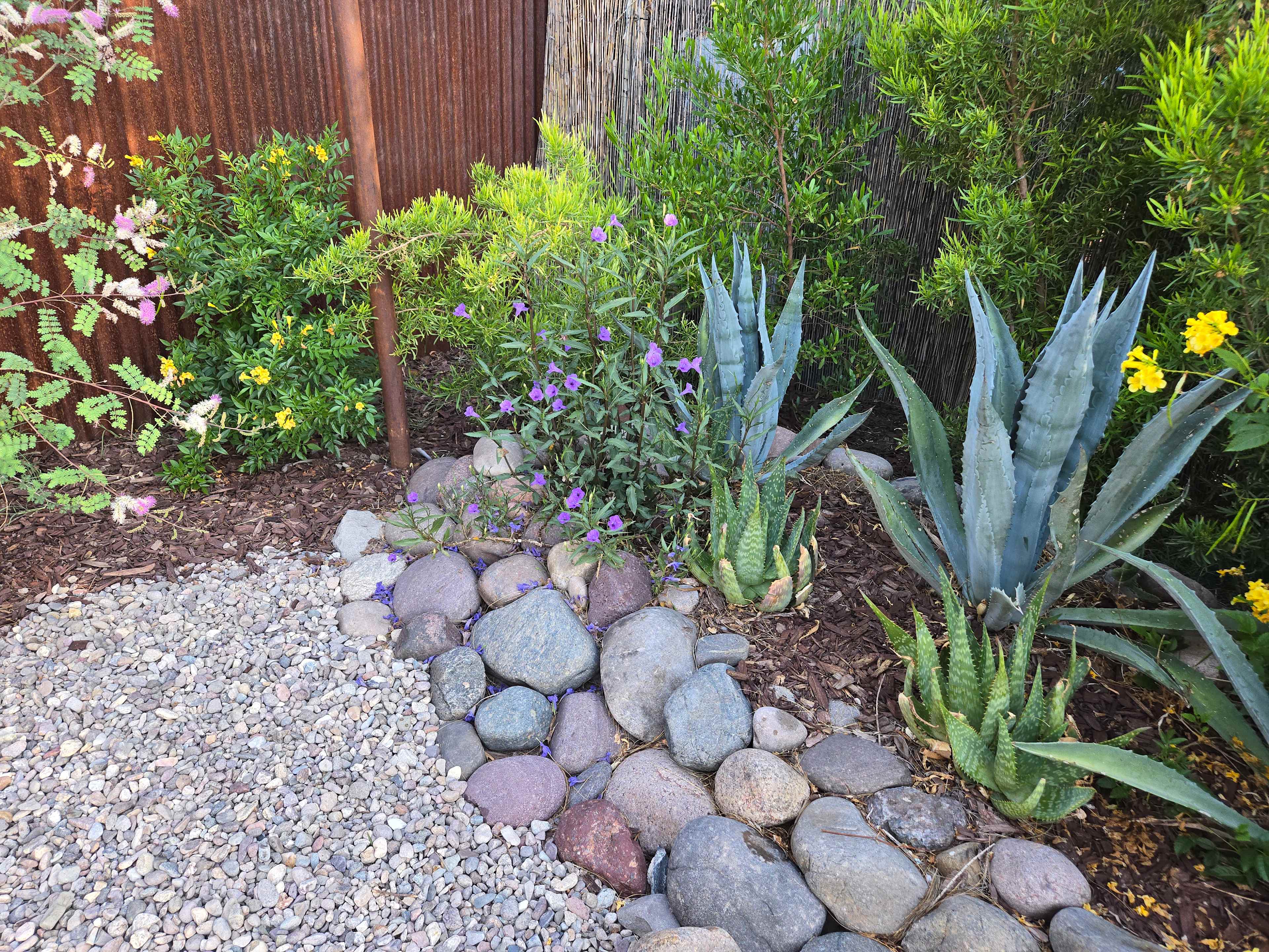 Roadrunner Tucson Birds and Cacti
