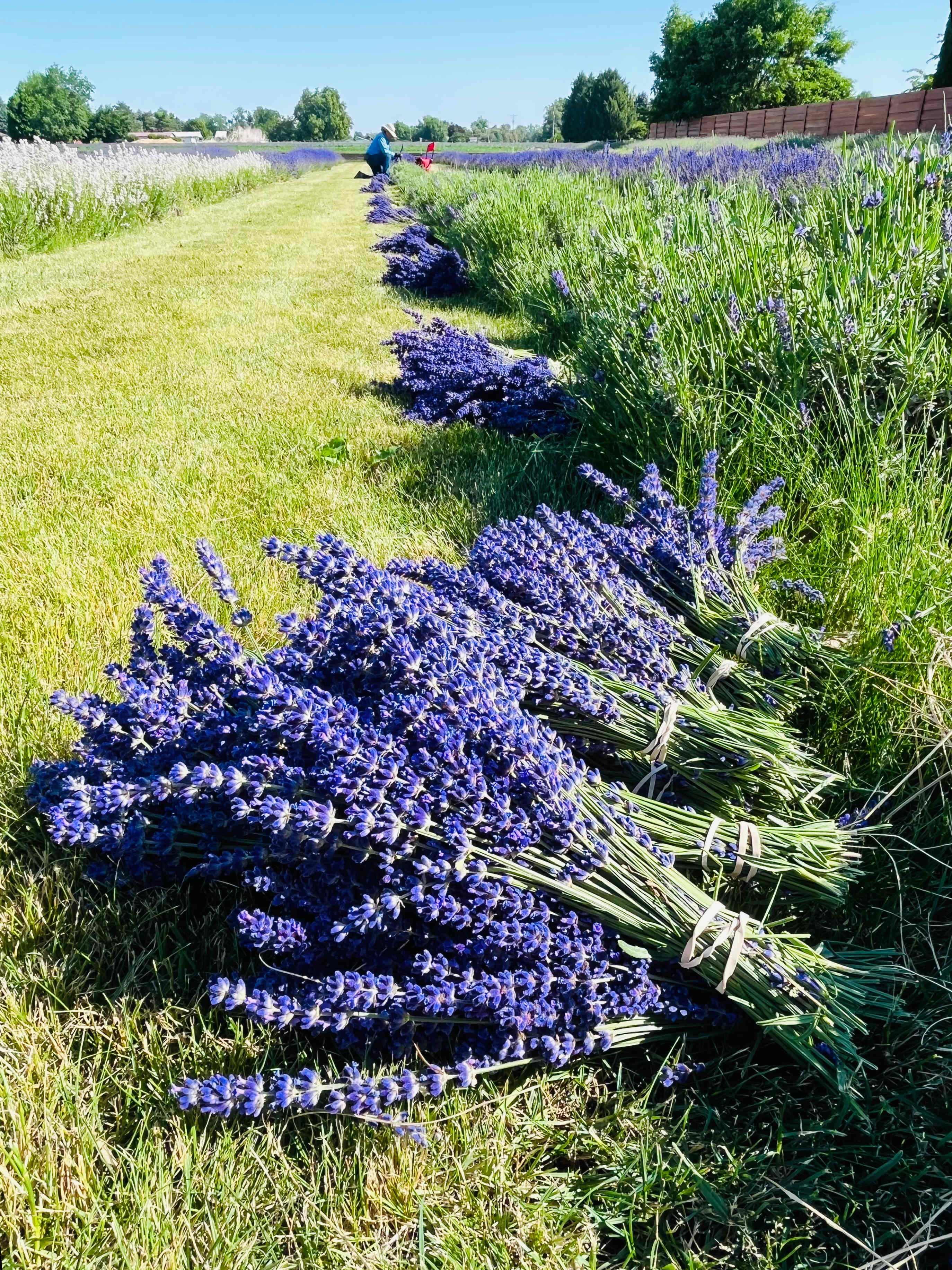 Relaxing, Peaceful Lavender Farm