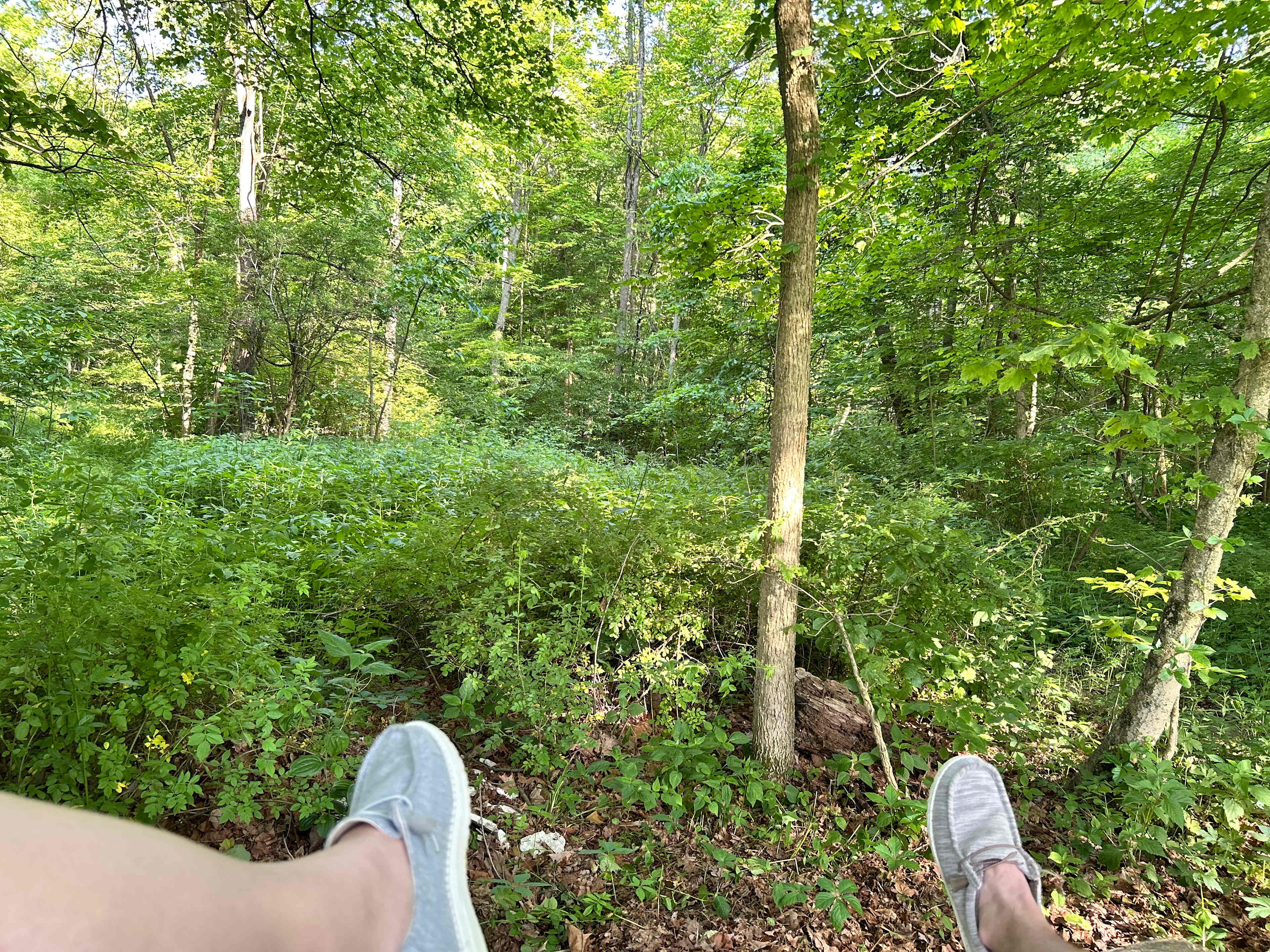Sitting in the deck enjoying the wooded view
