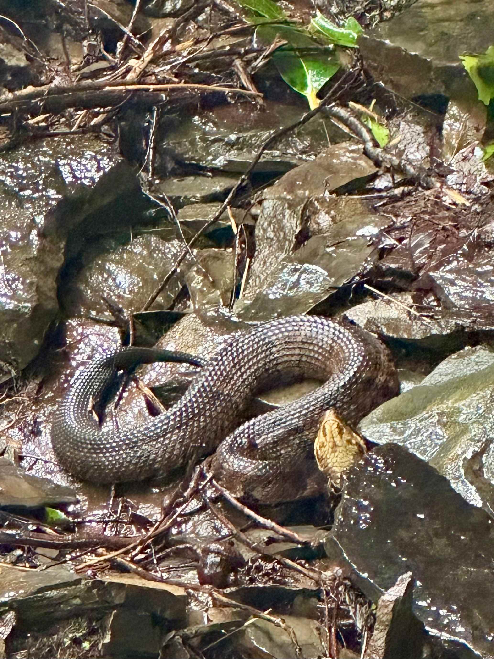 Spicy Danger Noodle