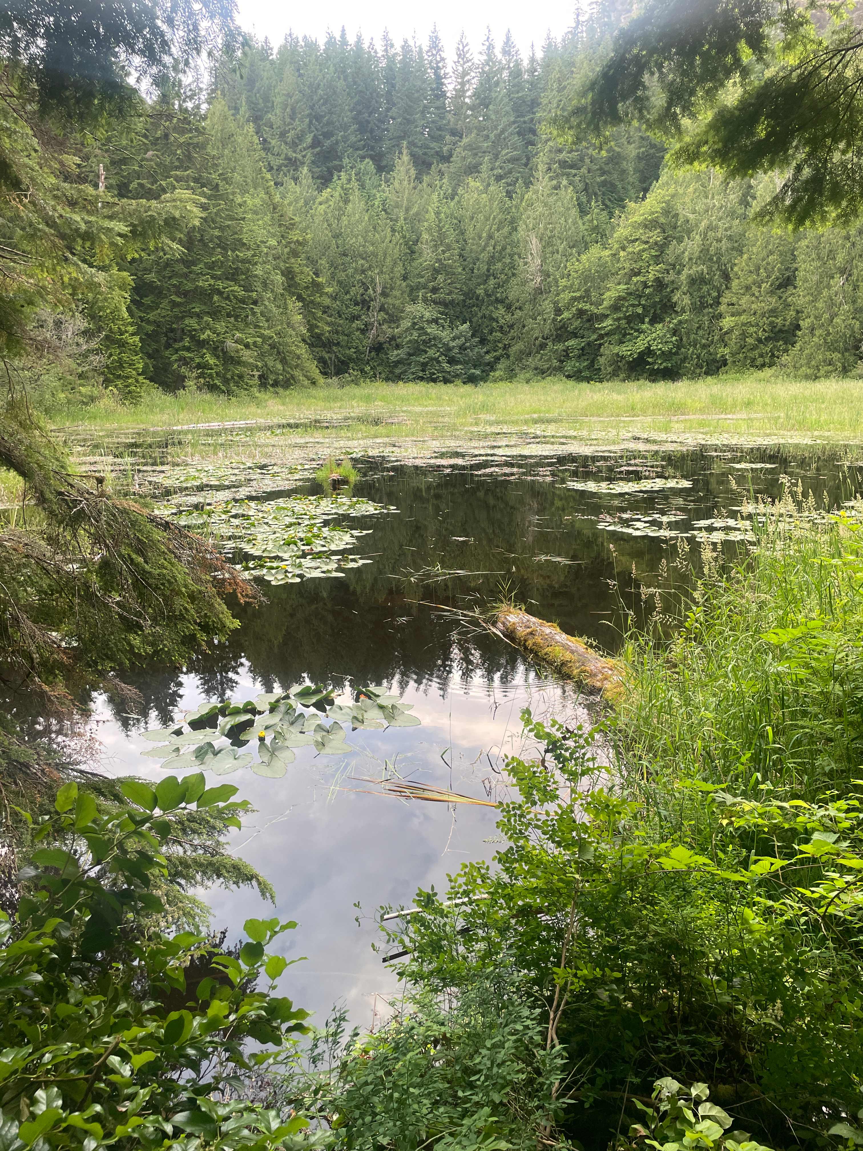 nearby pond