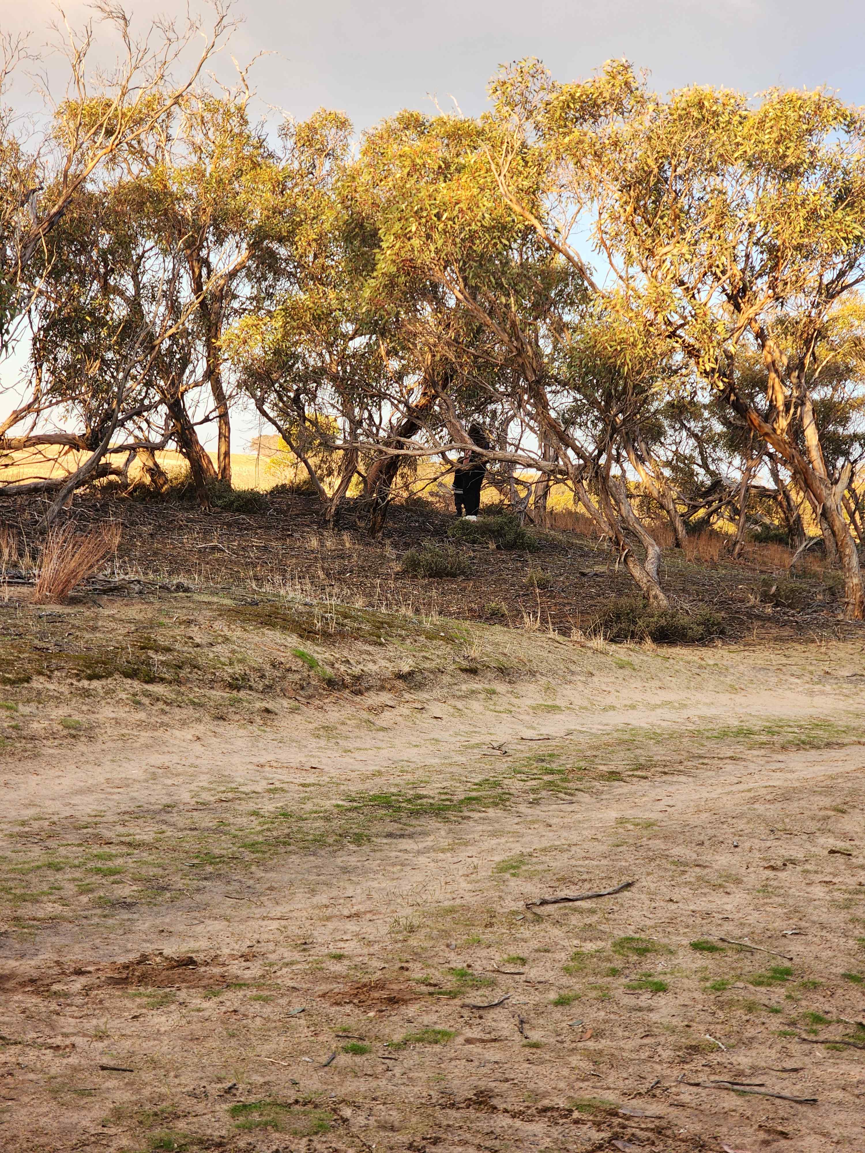 Currawong Corner - Vans, RV & tents