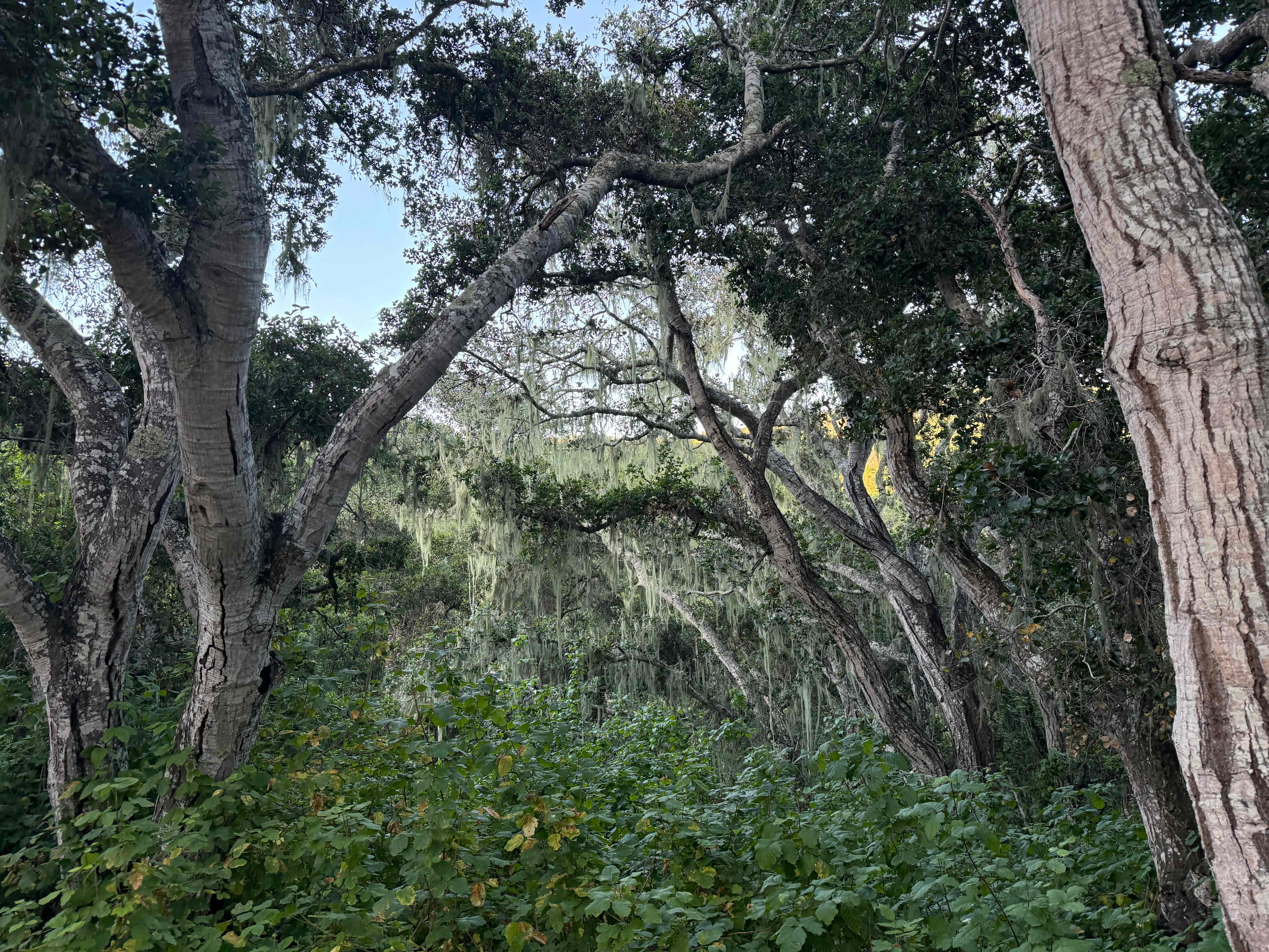 Buckeye Canyon