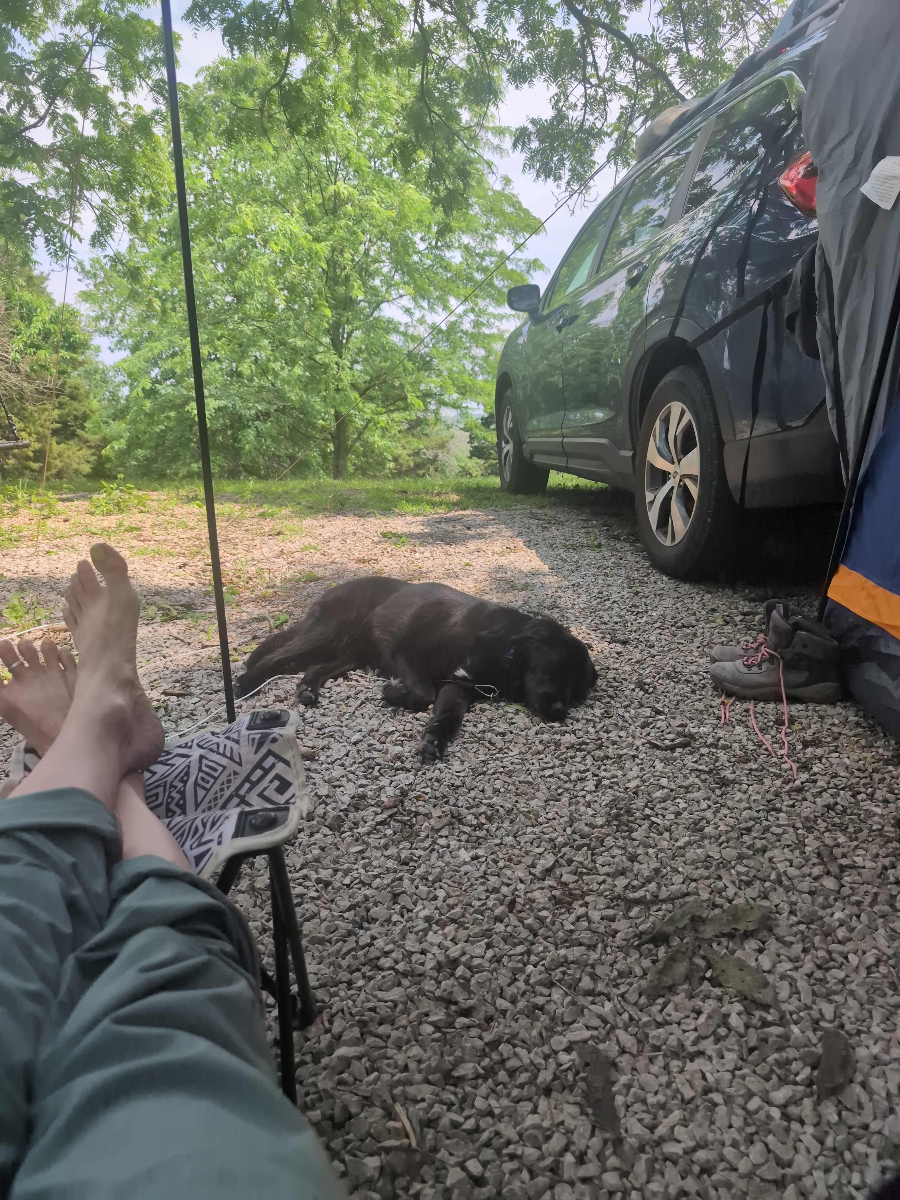 Happy human, camp, and dog.
