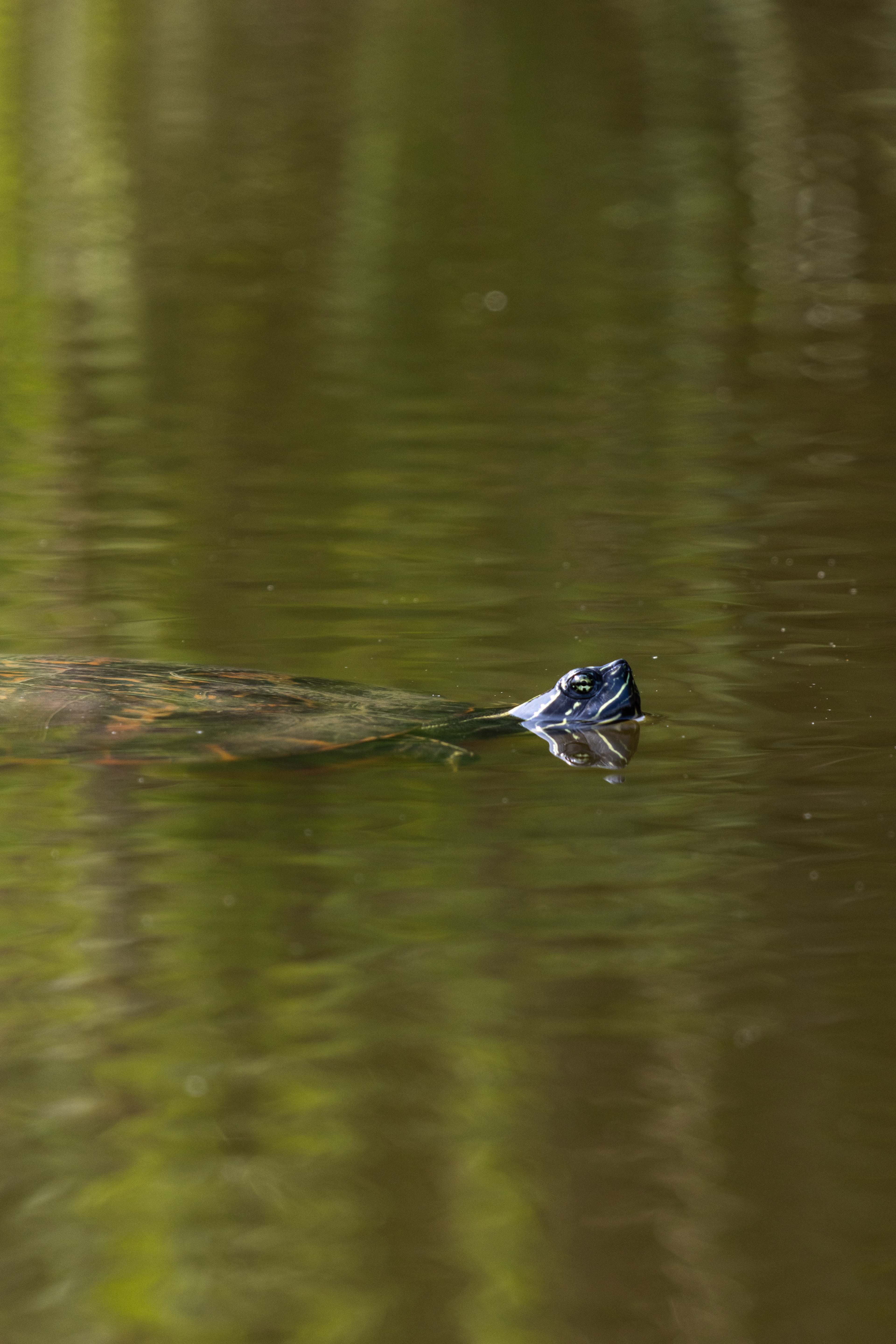 A turtle out on the water during a morning paddle