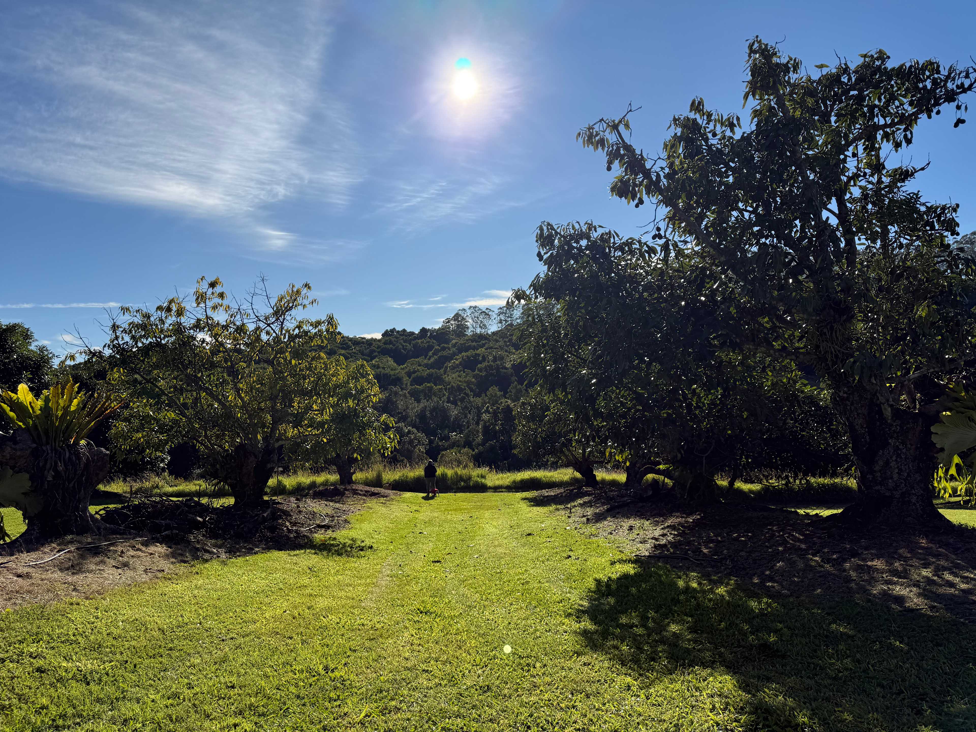 Tremayne - The Old Avocado Farm
