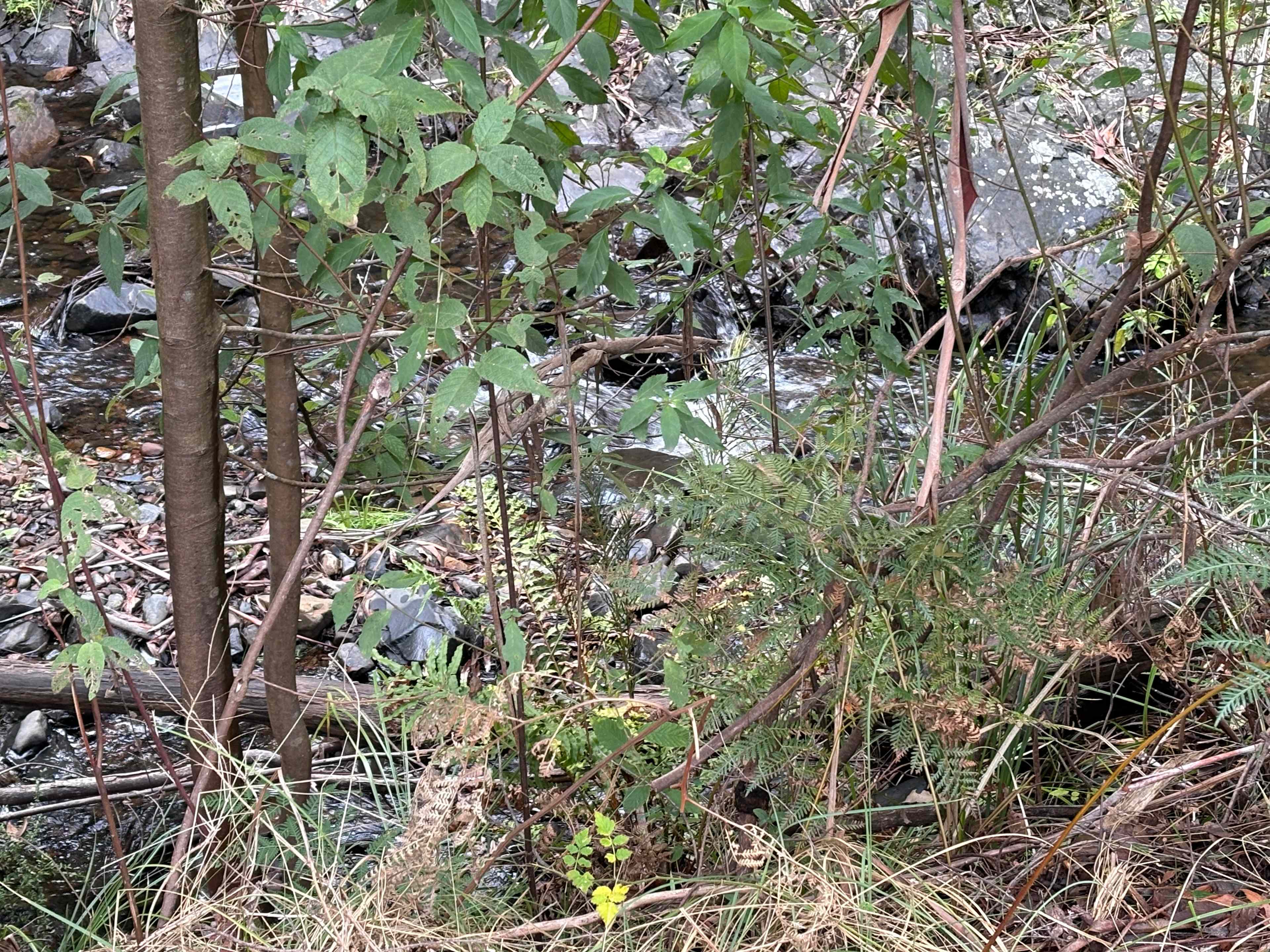 Silver Creek Escape