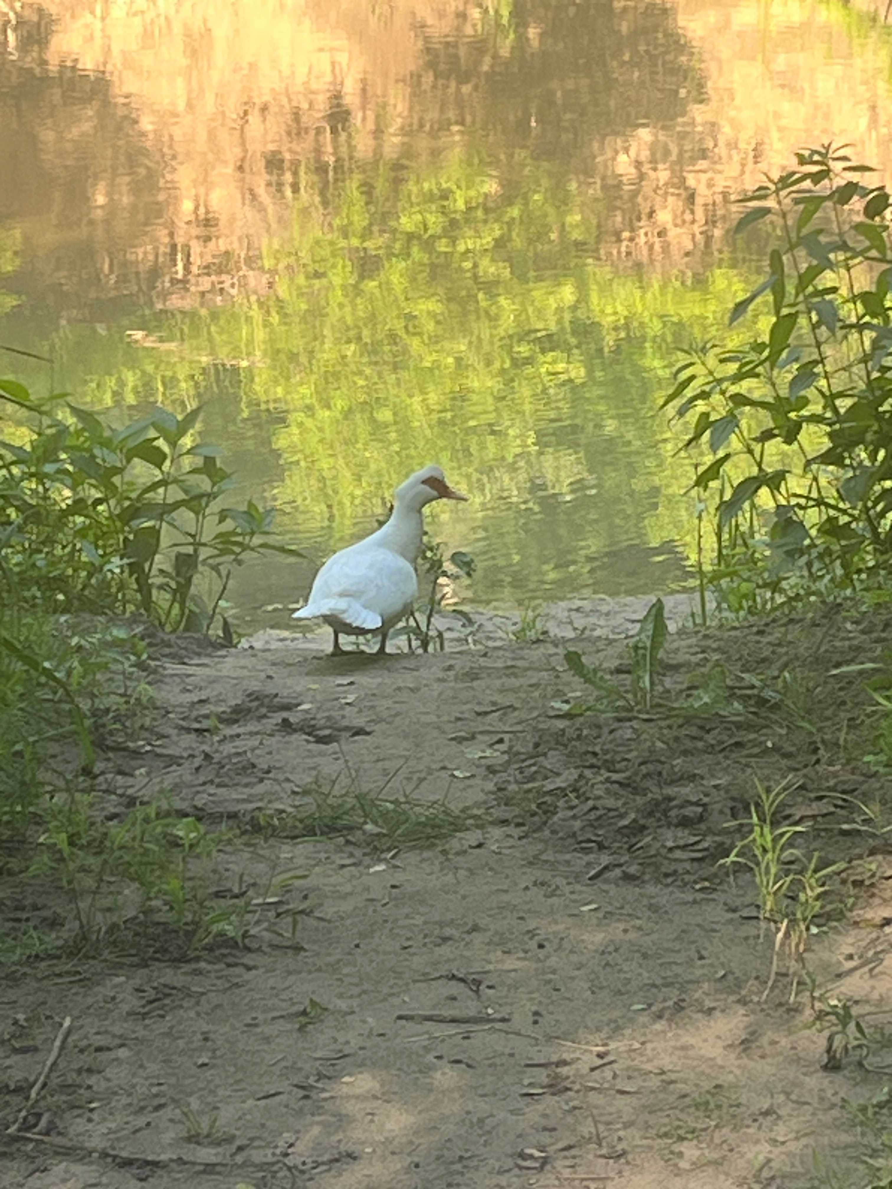Harold, the duck.