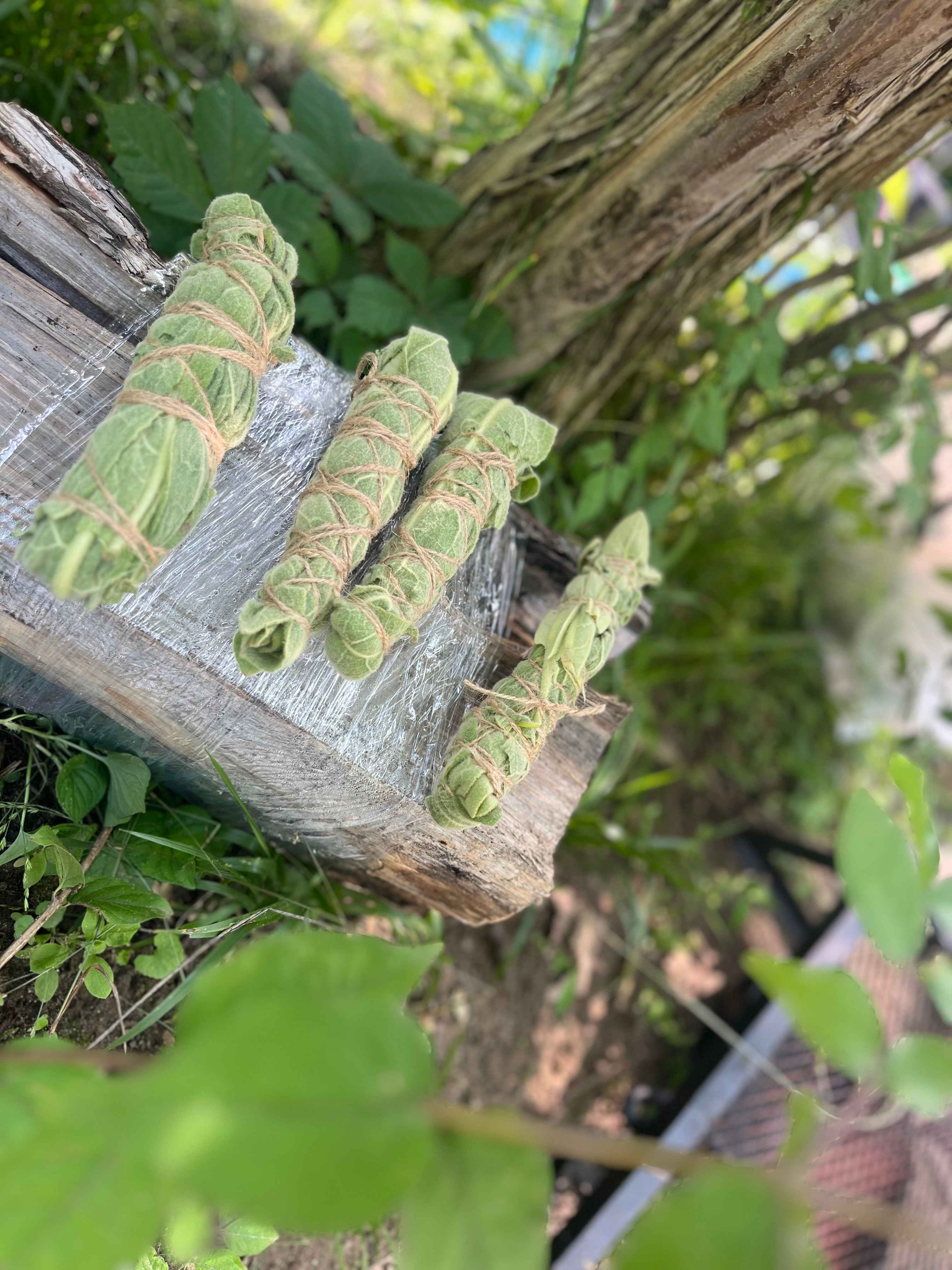 Mullen smudge sticks