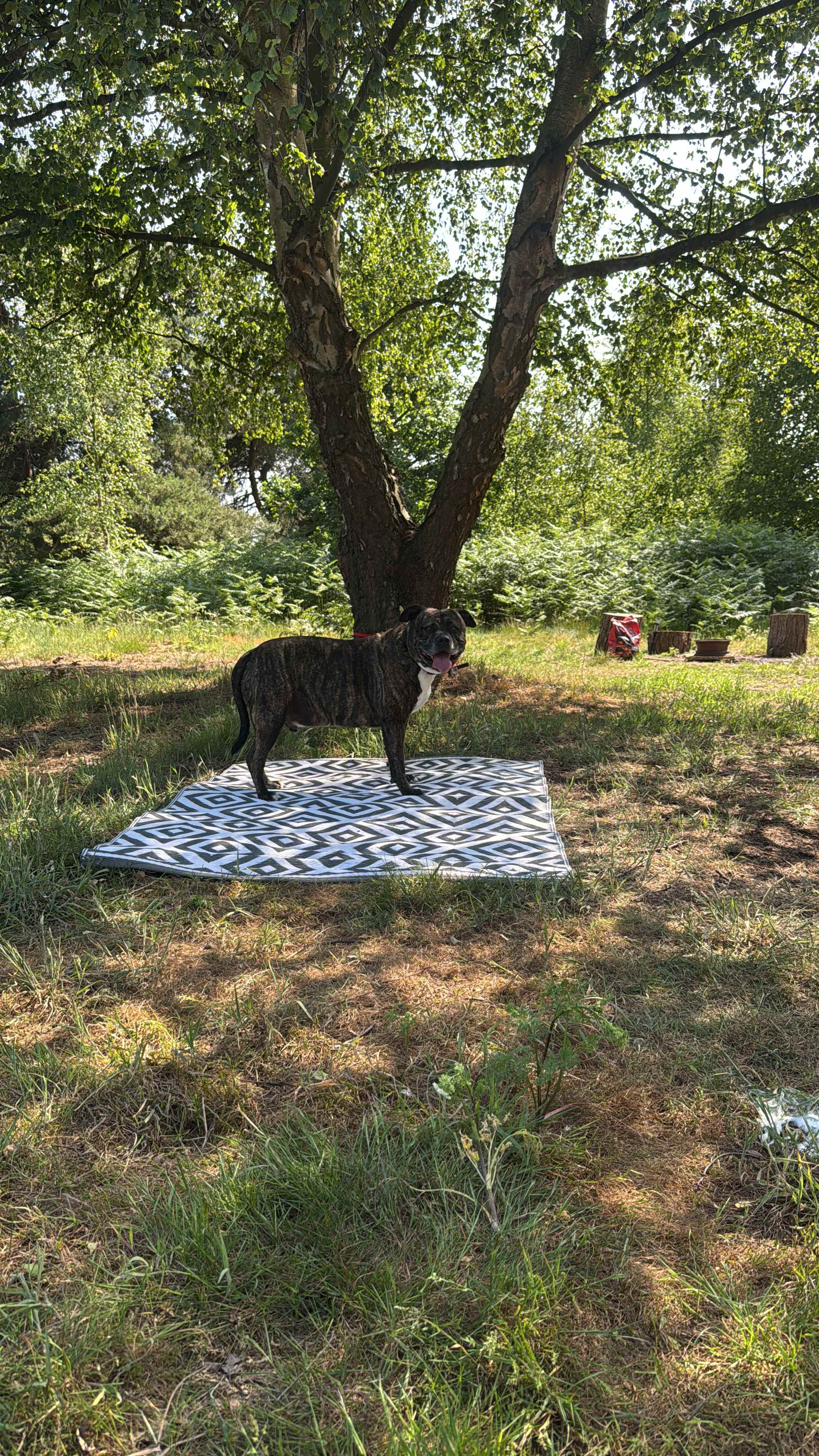 Holistic Woods Wild Campsite