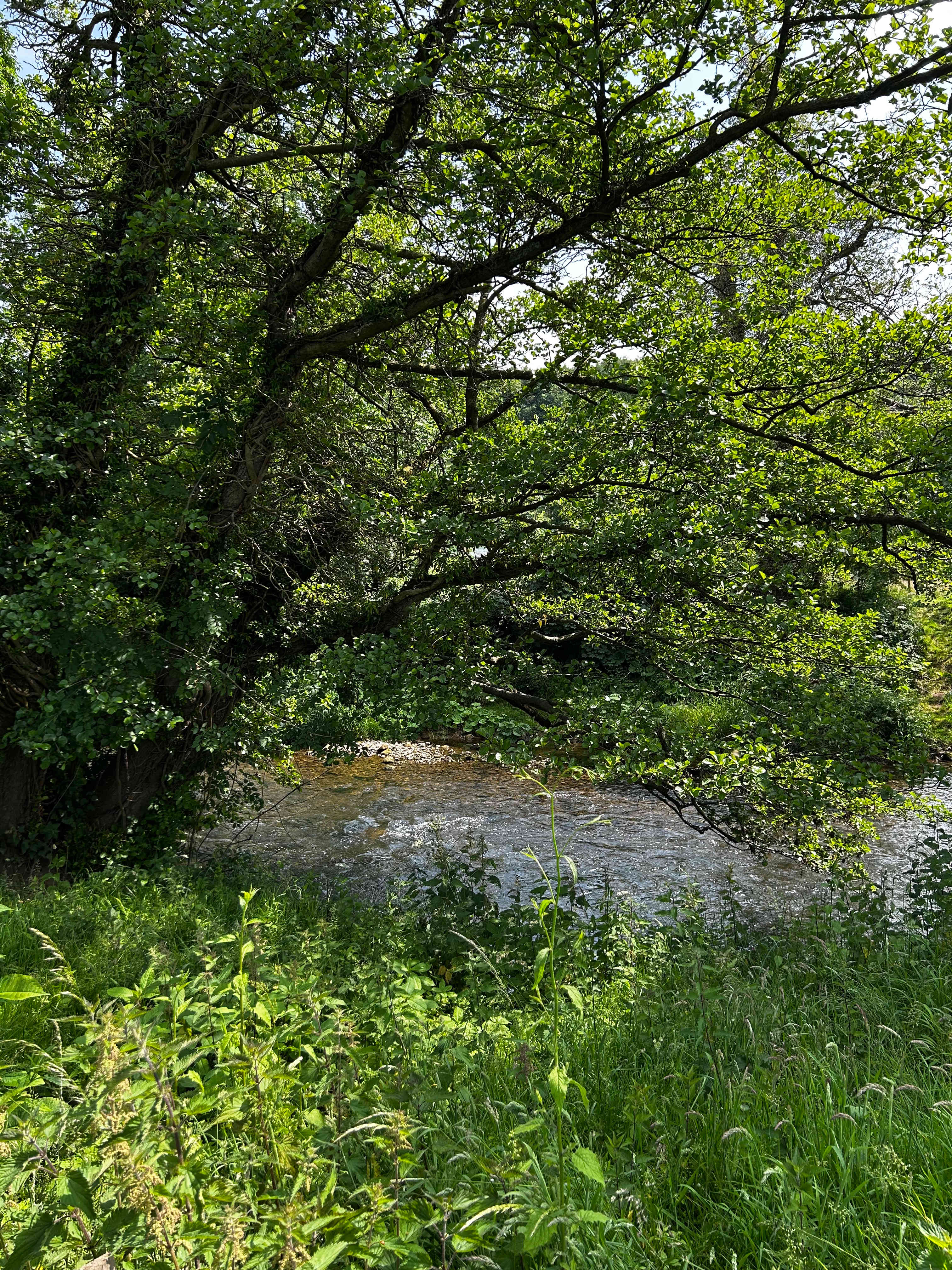 Alder Carr Farm