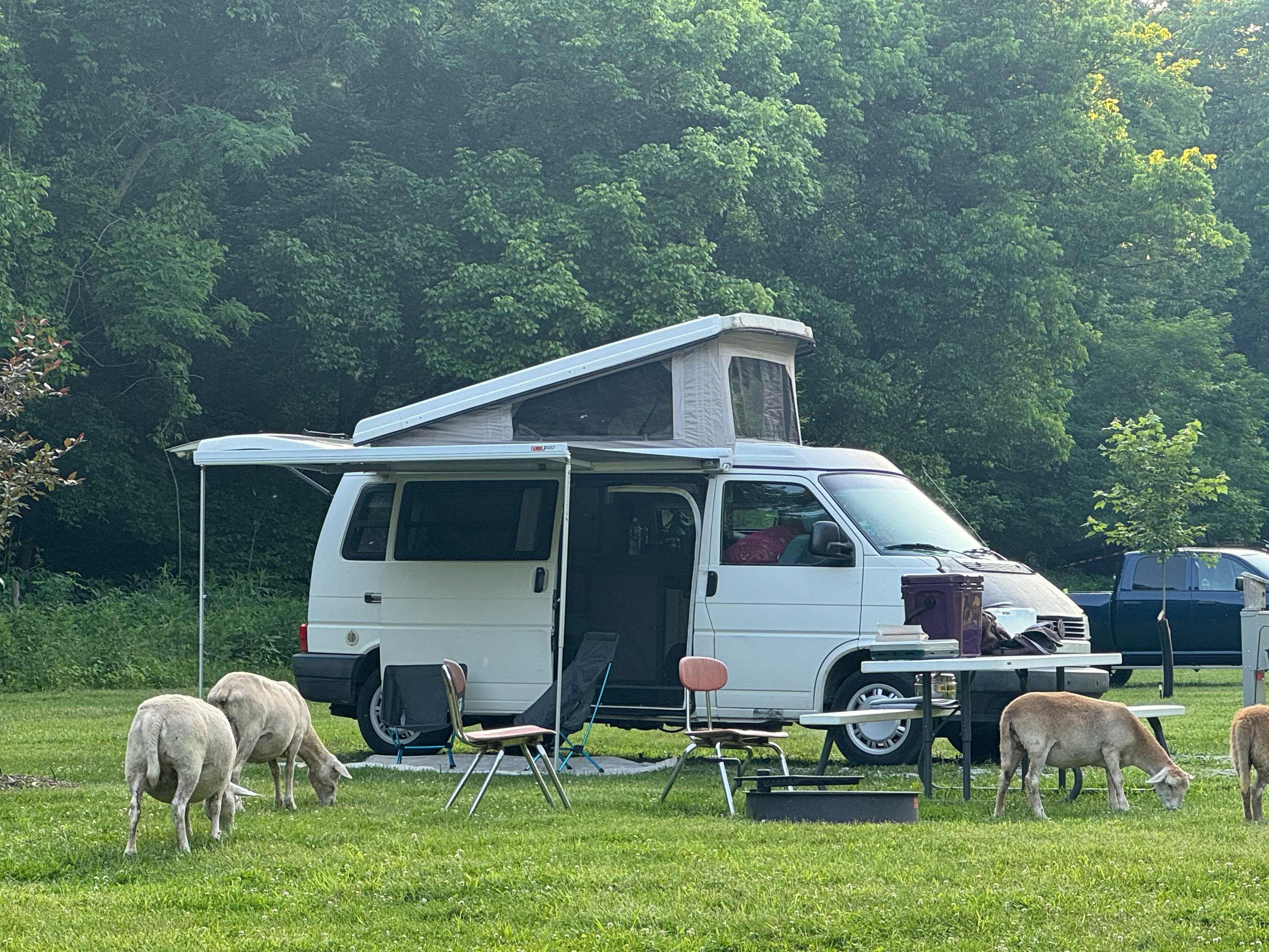 Our neighbors for the evening-very calm and relaxing experience