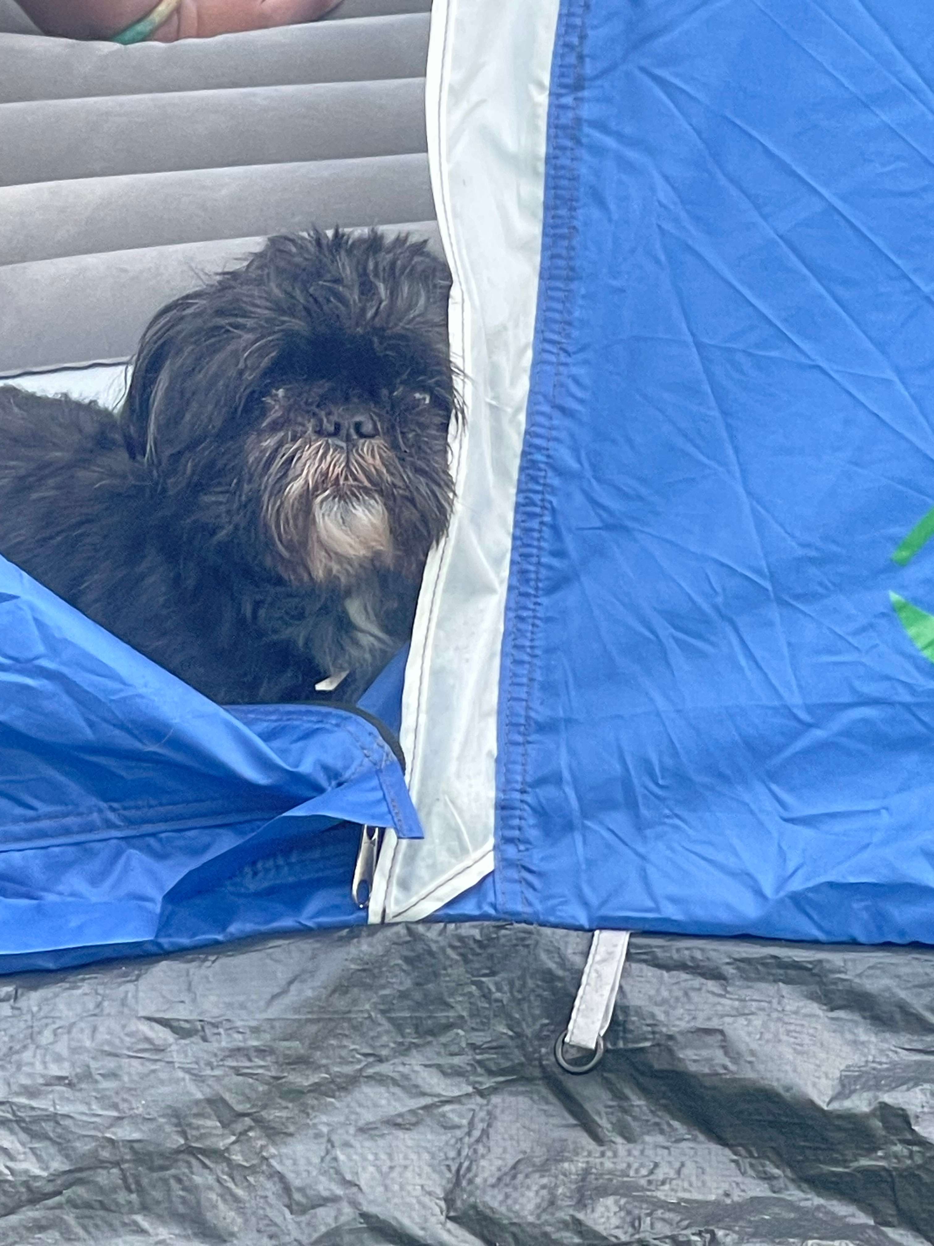 Owls nest private camp