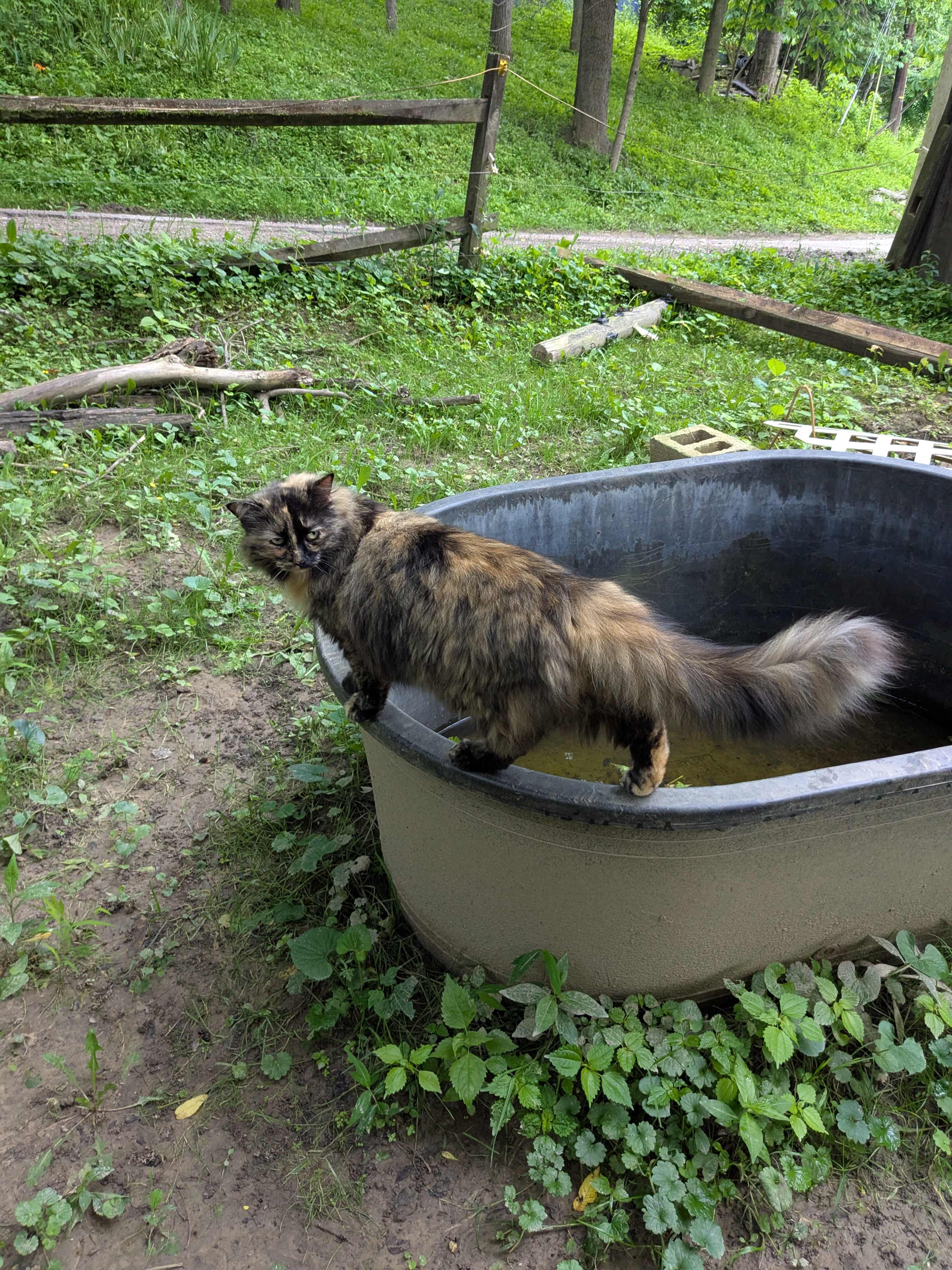 Wildcat Creek Farm in Tyrone