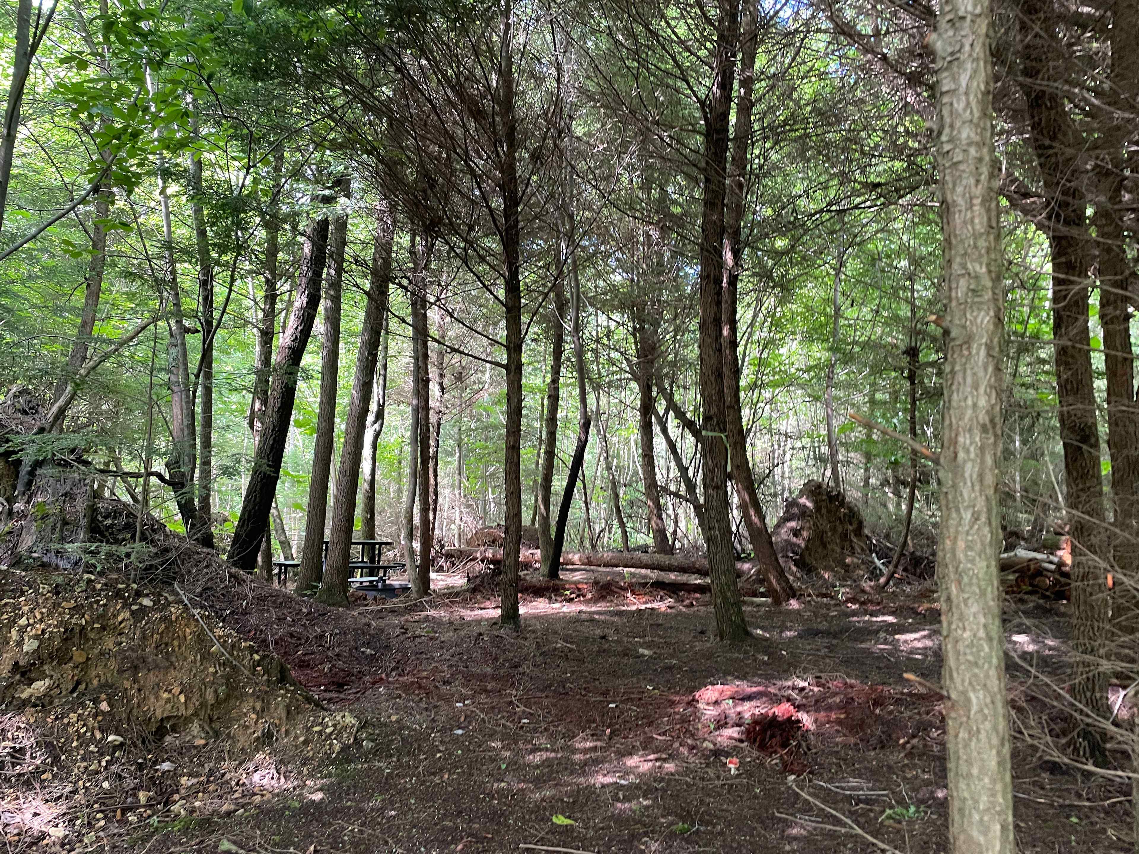 Picture of the site
