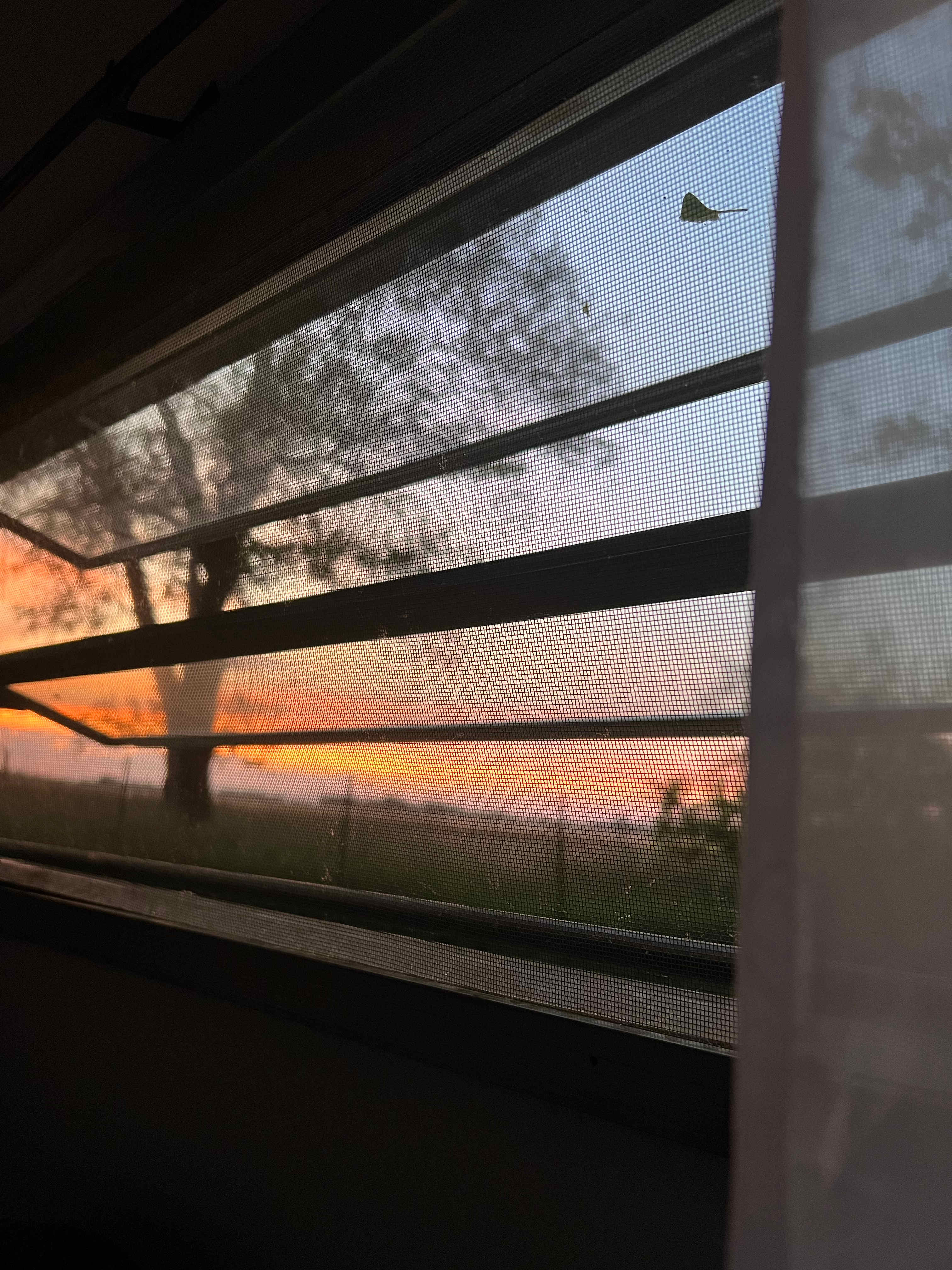 Morning view