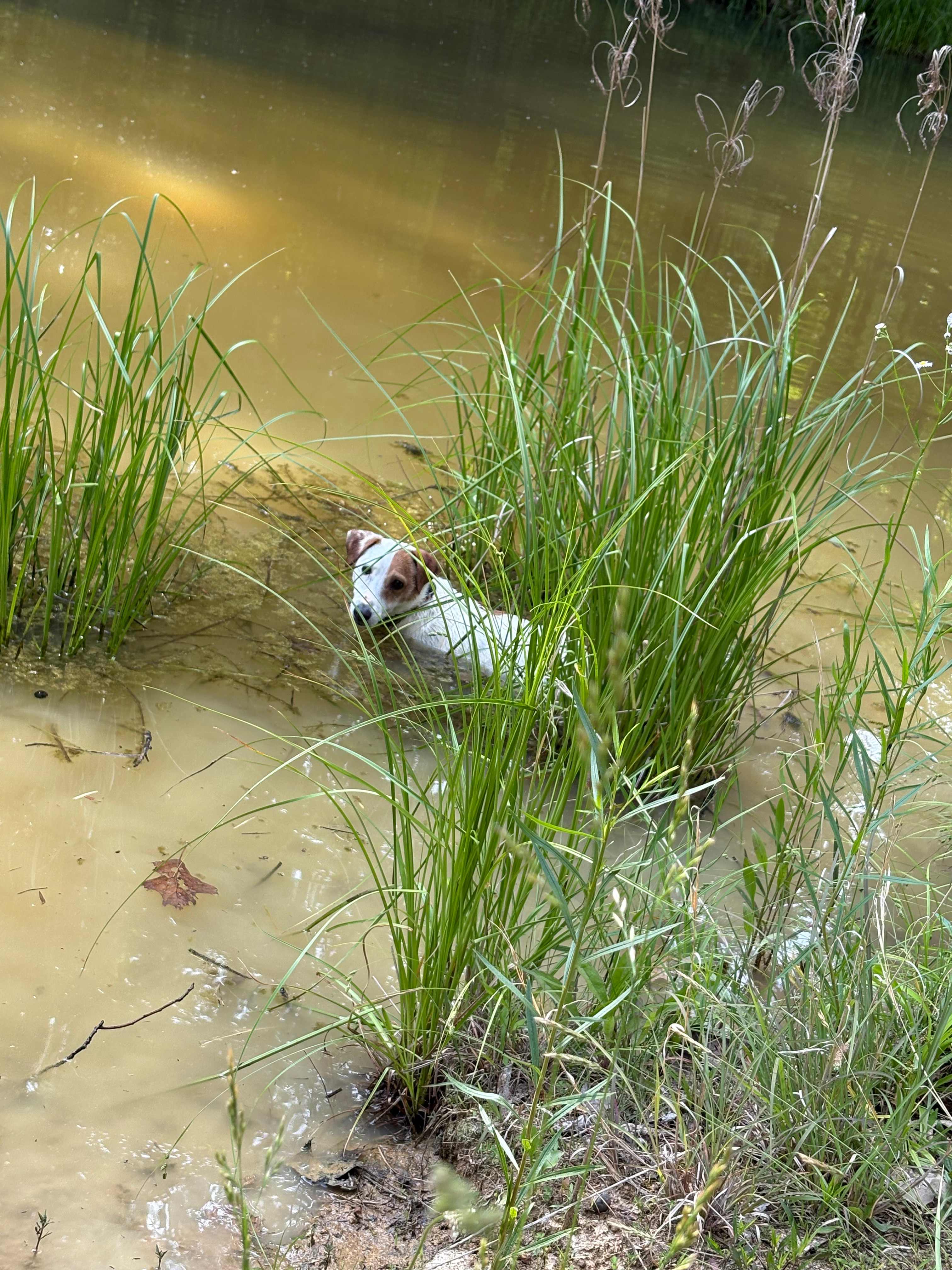 Marley cooling off