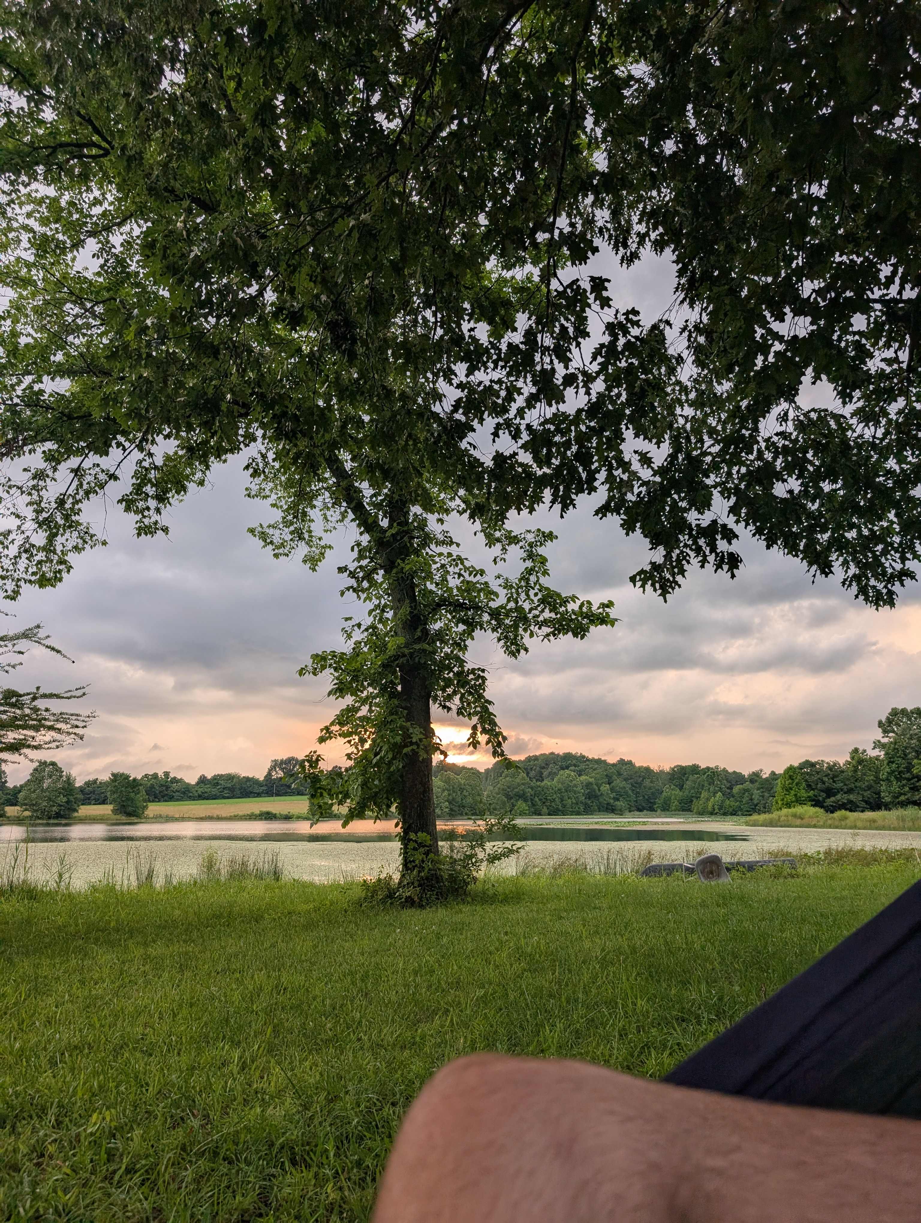 Tall Tree Lake