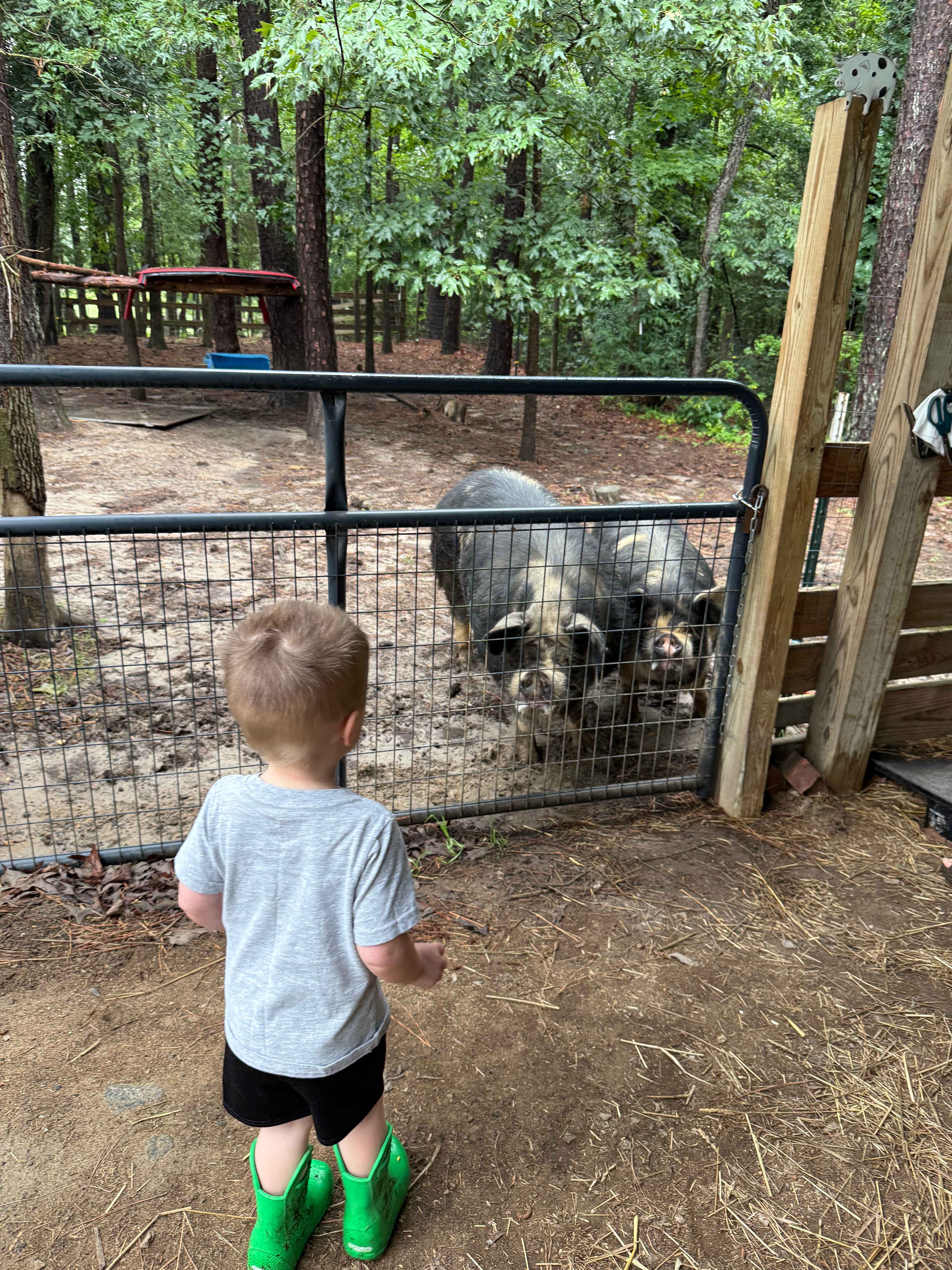 Feeding pigs