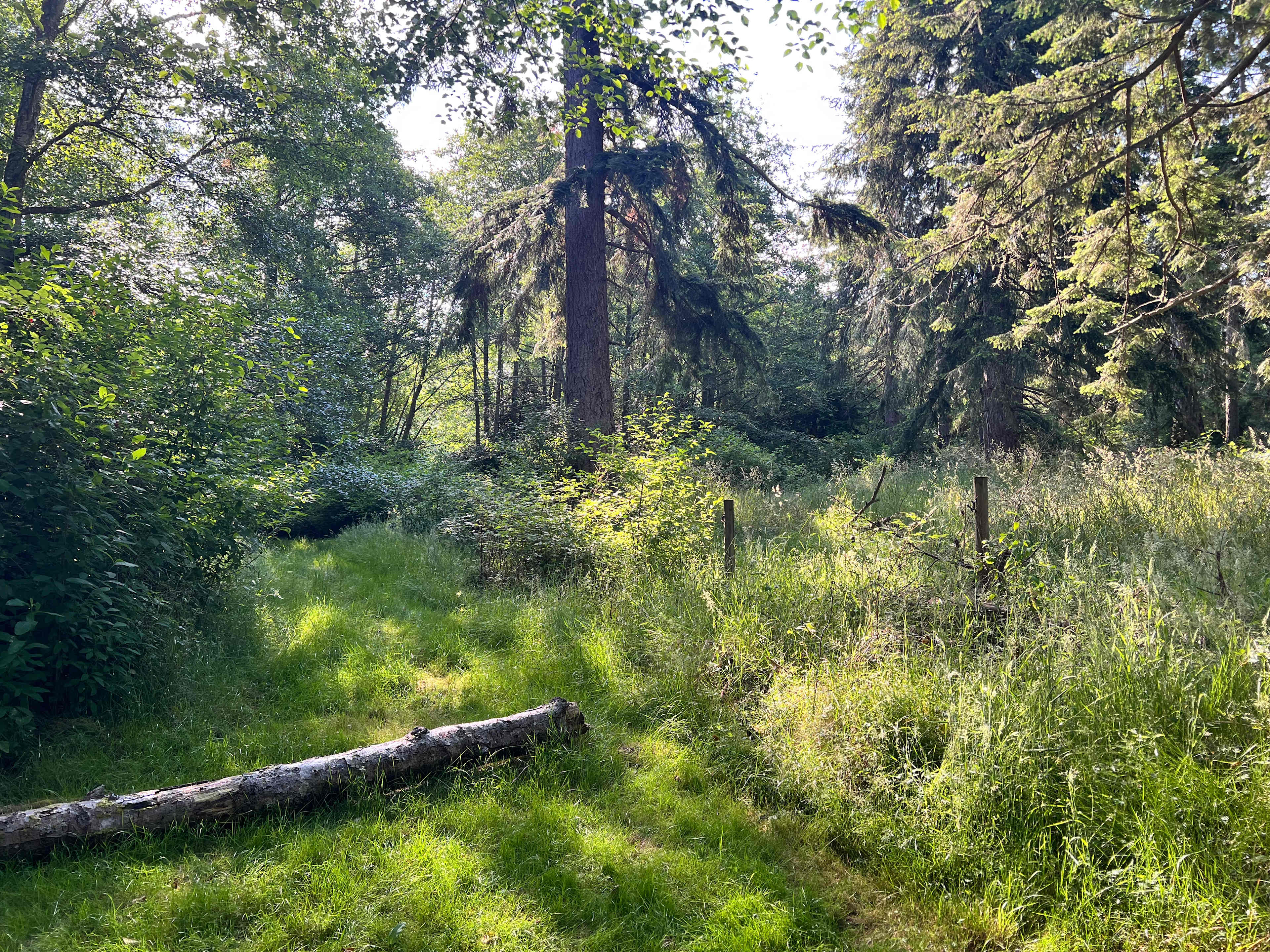 Fern Gully Camp