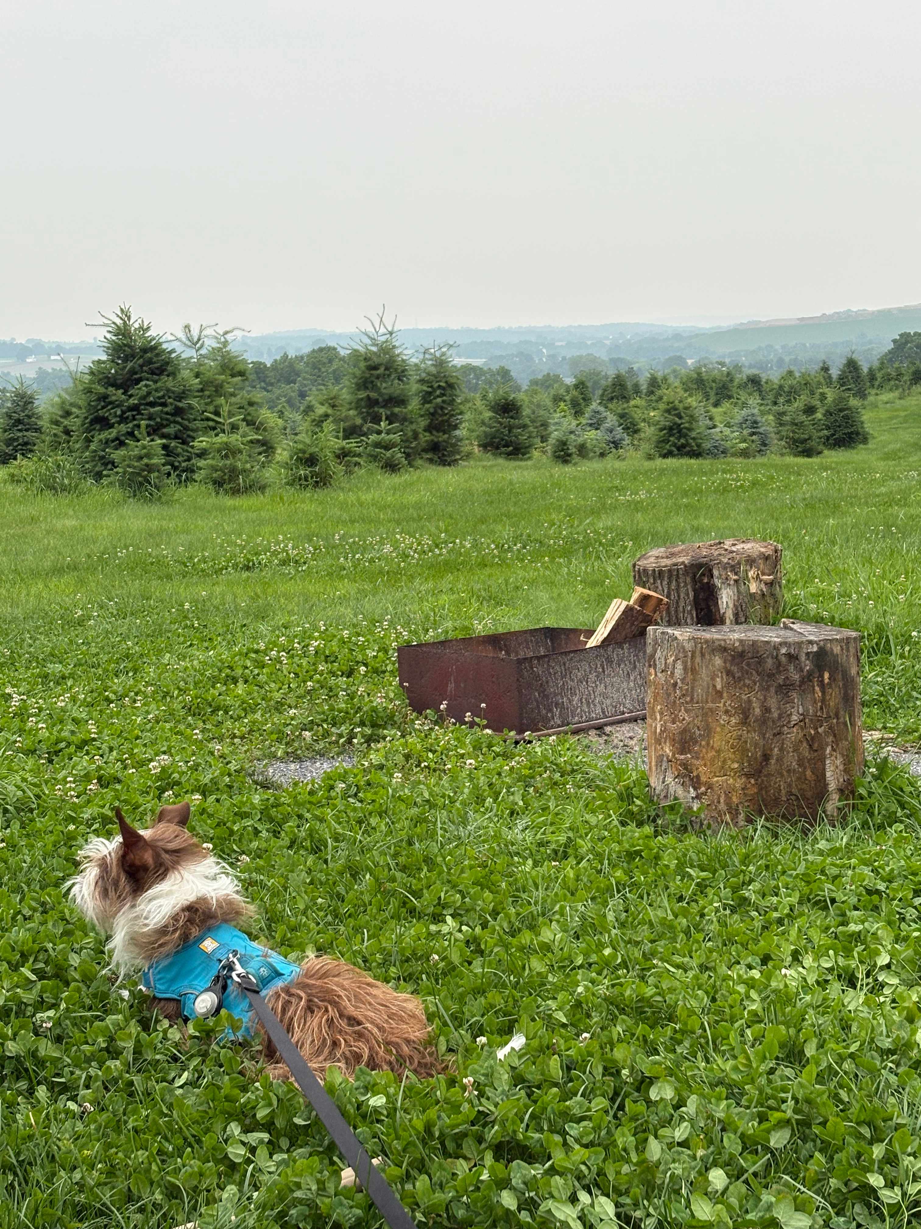 Christmas Tree Farm with Views