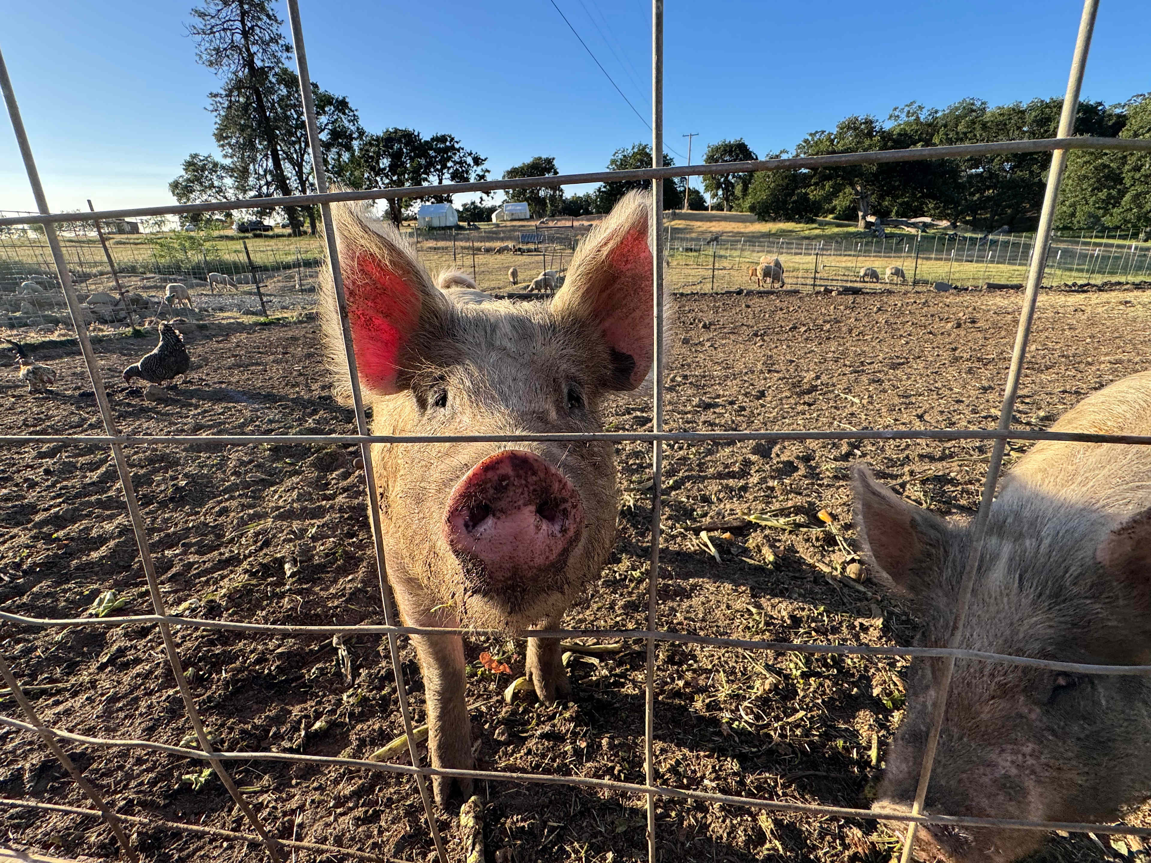 Wilbur? Mercy?