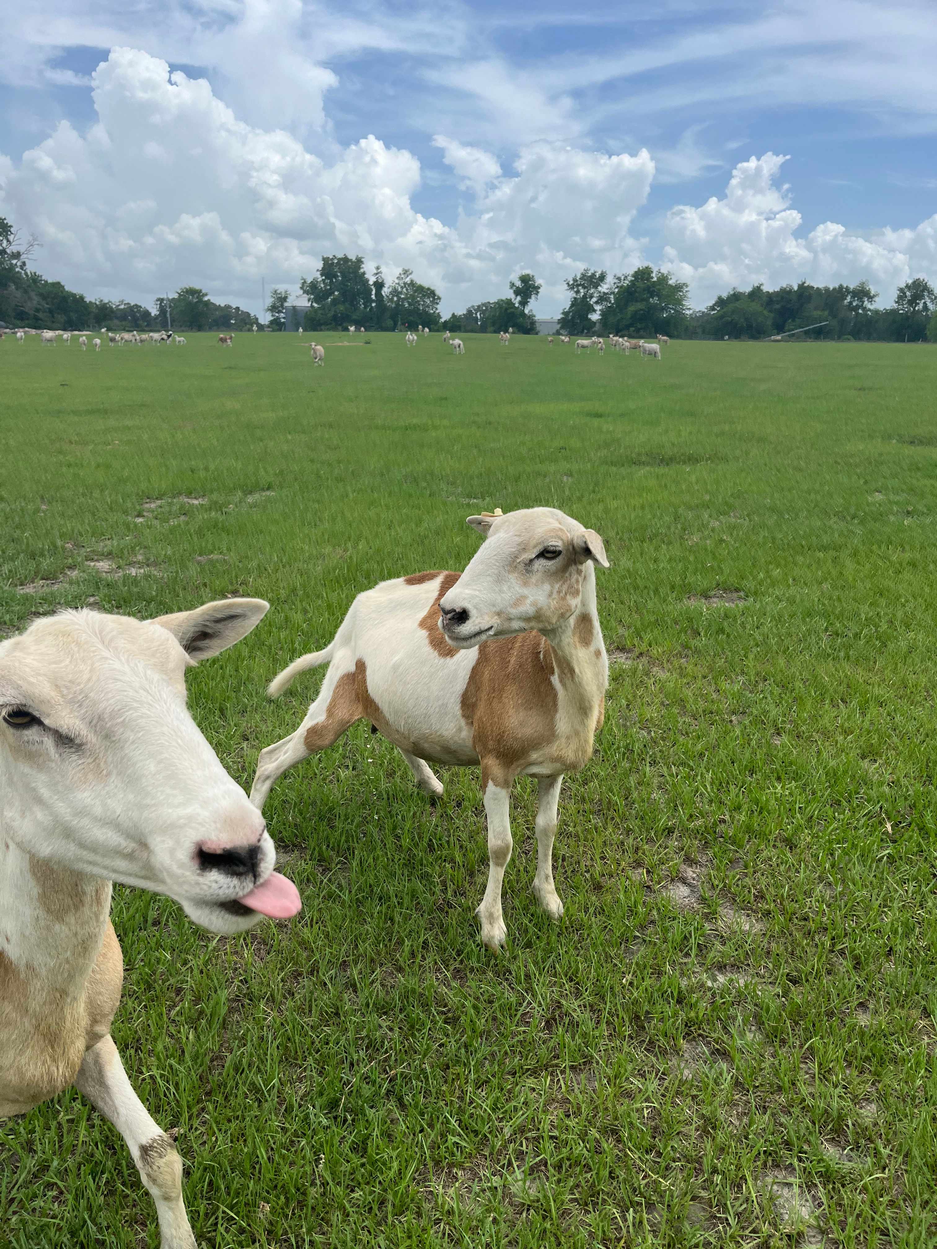 Glenn Farm