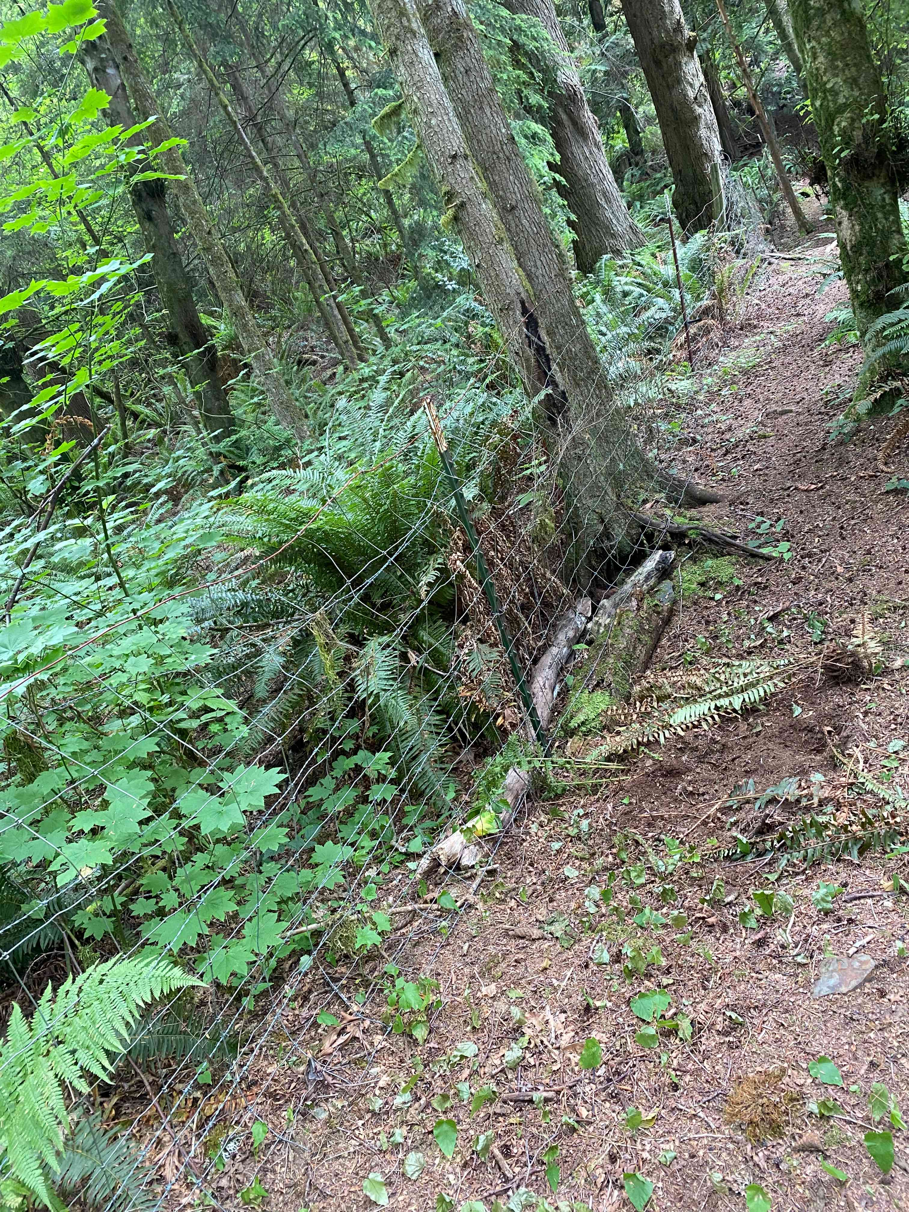 More fencing 