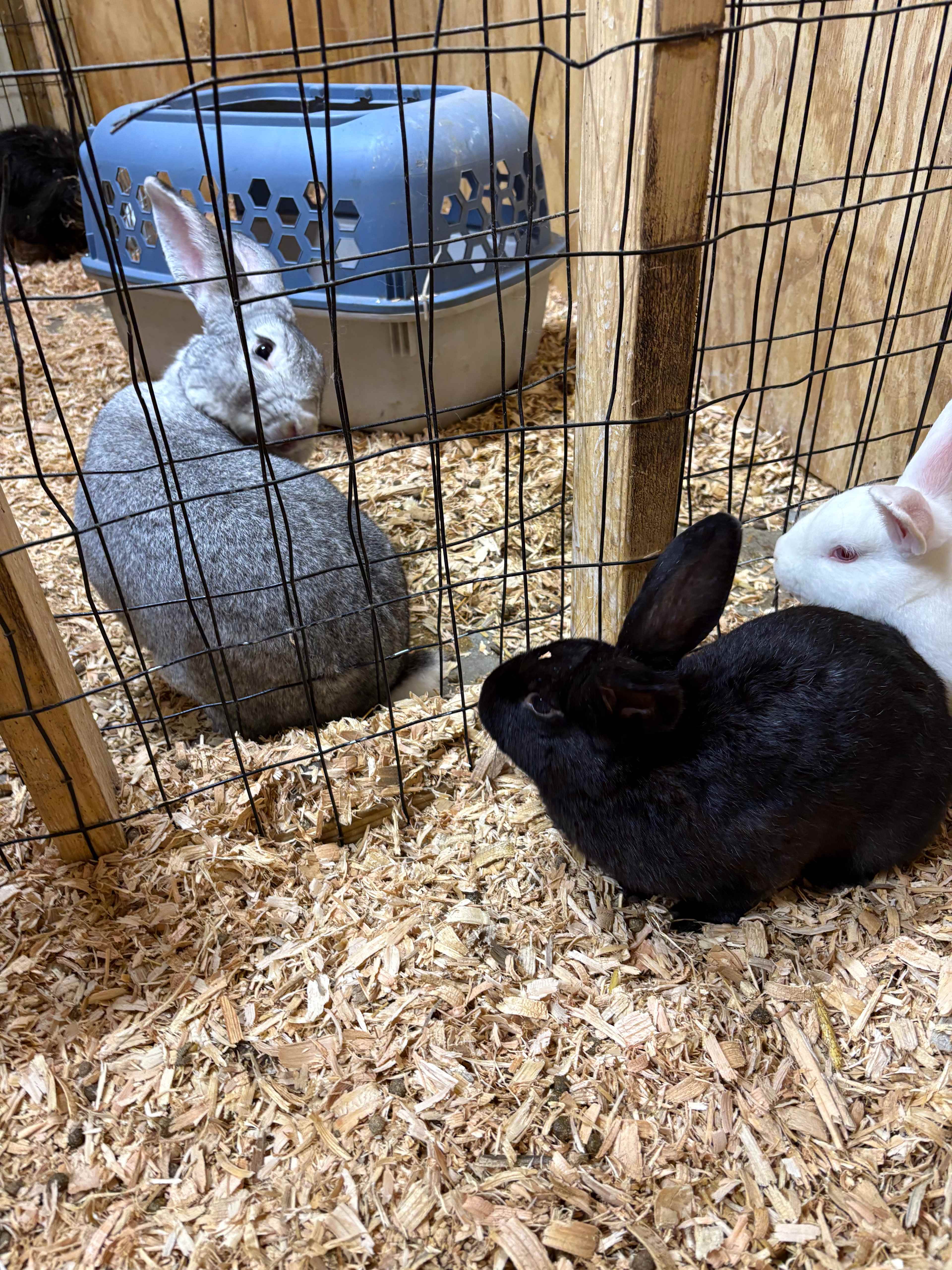 2Chicks And A Farm